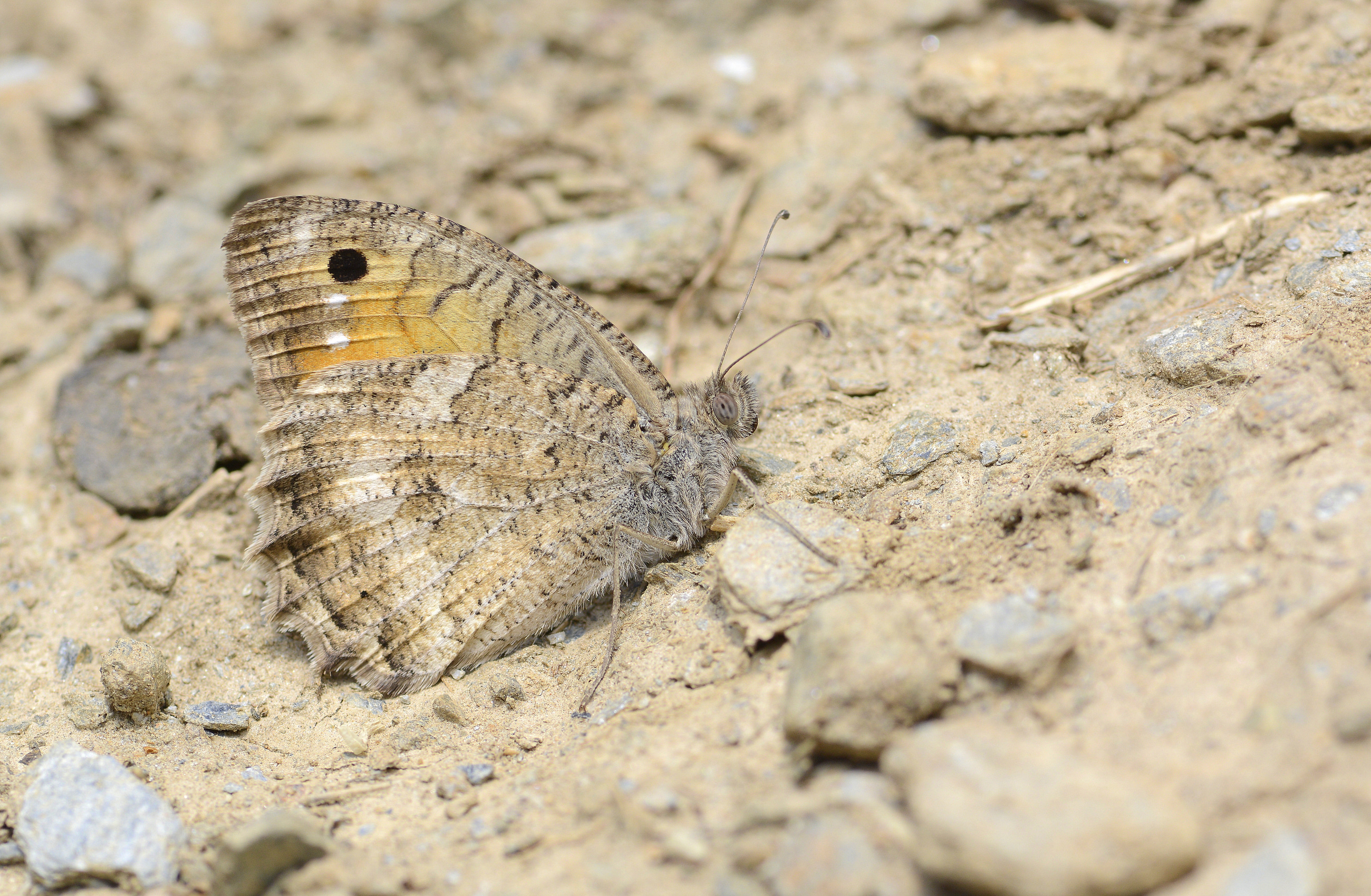 Pseudochazara pelopea (Levantin Yalancıcadısı) butterfly photo