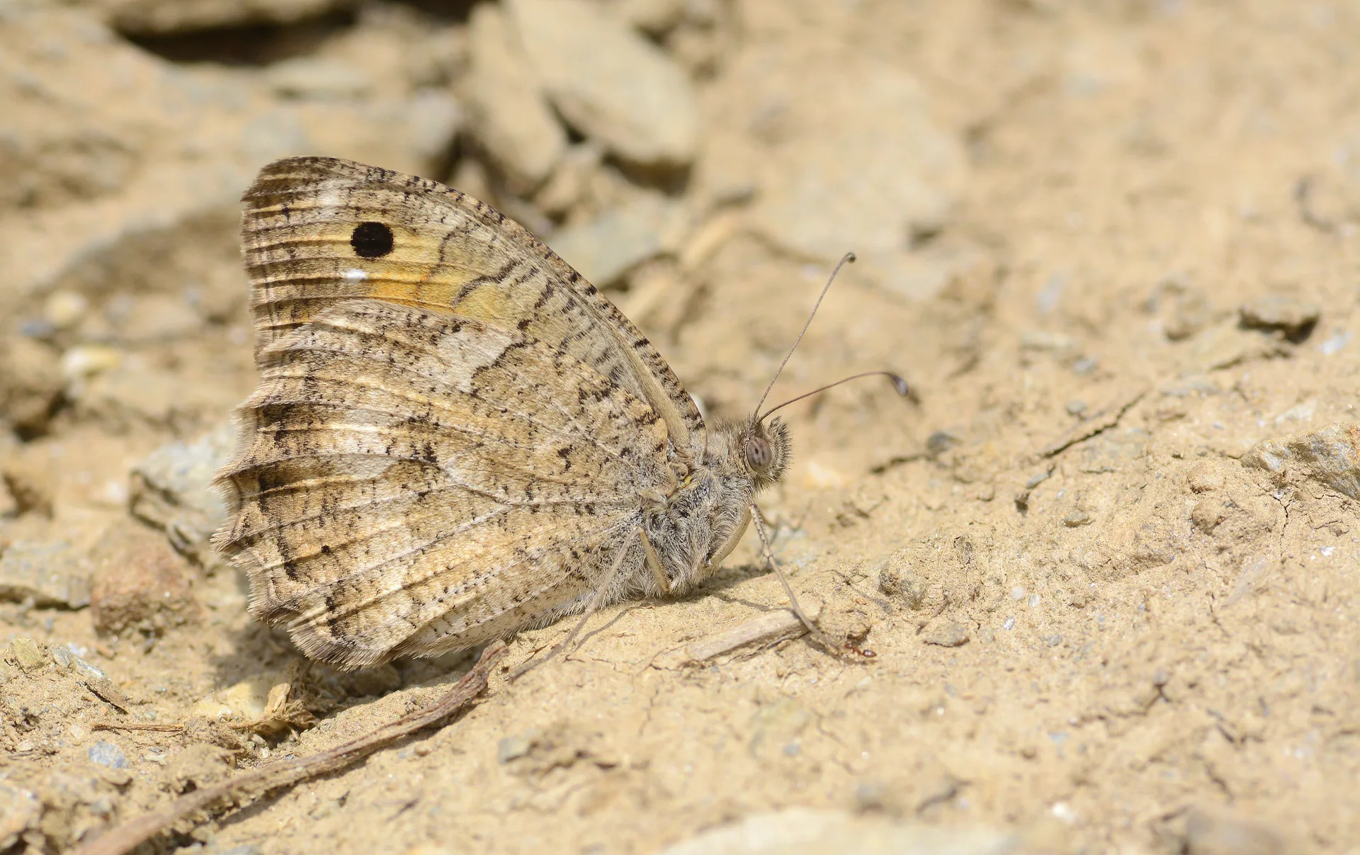 Pseudochazara pelopea (Levantin YalancÄ±cadÄ±sÄ±) butterfly photo