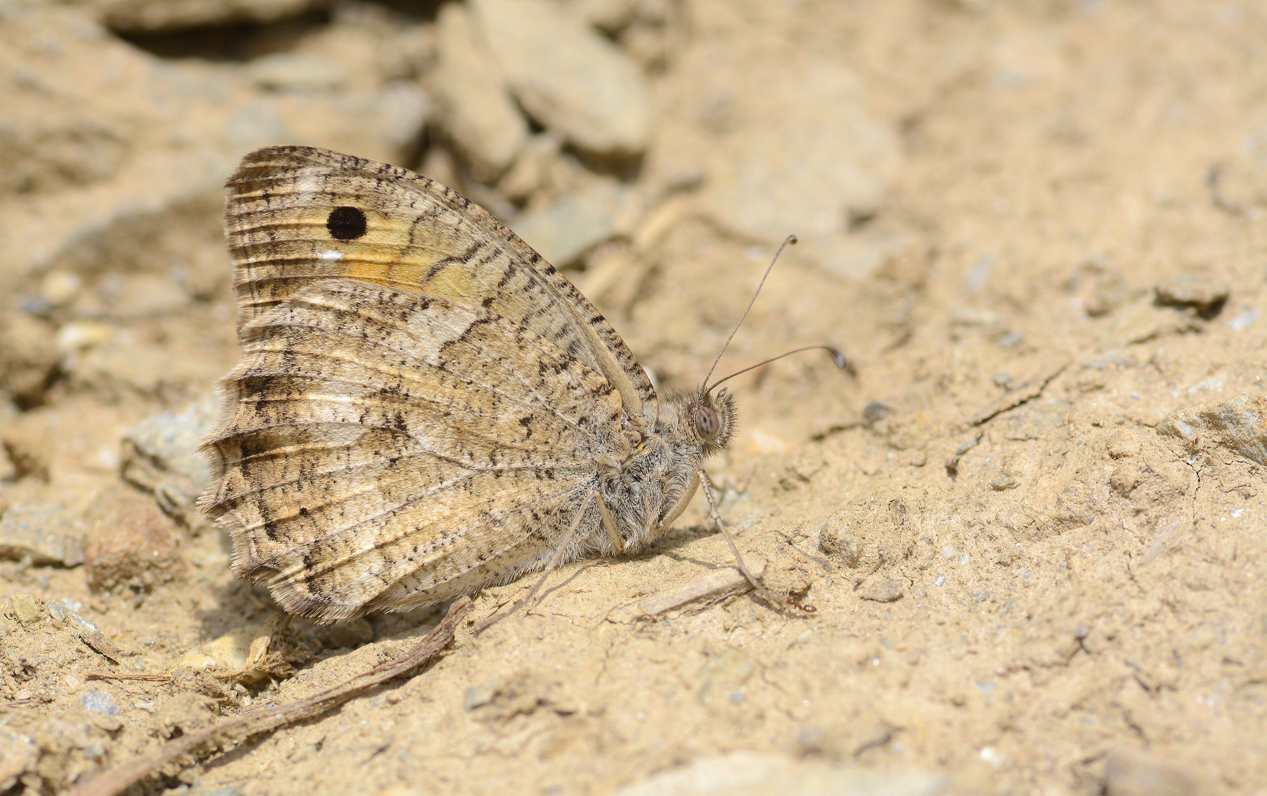 Pseudochazara pelopea (Levantin Yalancıcadısı) butterfly photo