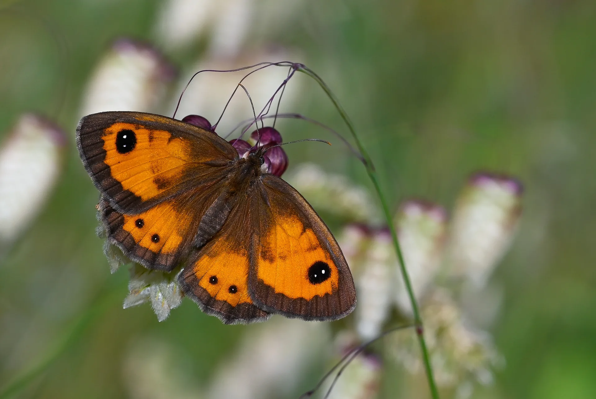 Pyronia bathseba butterfly photo