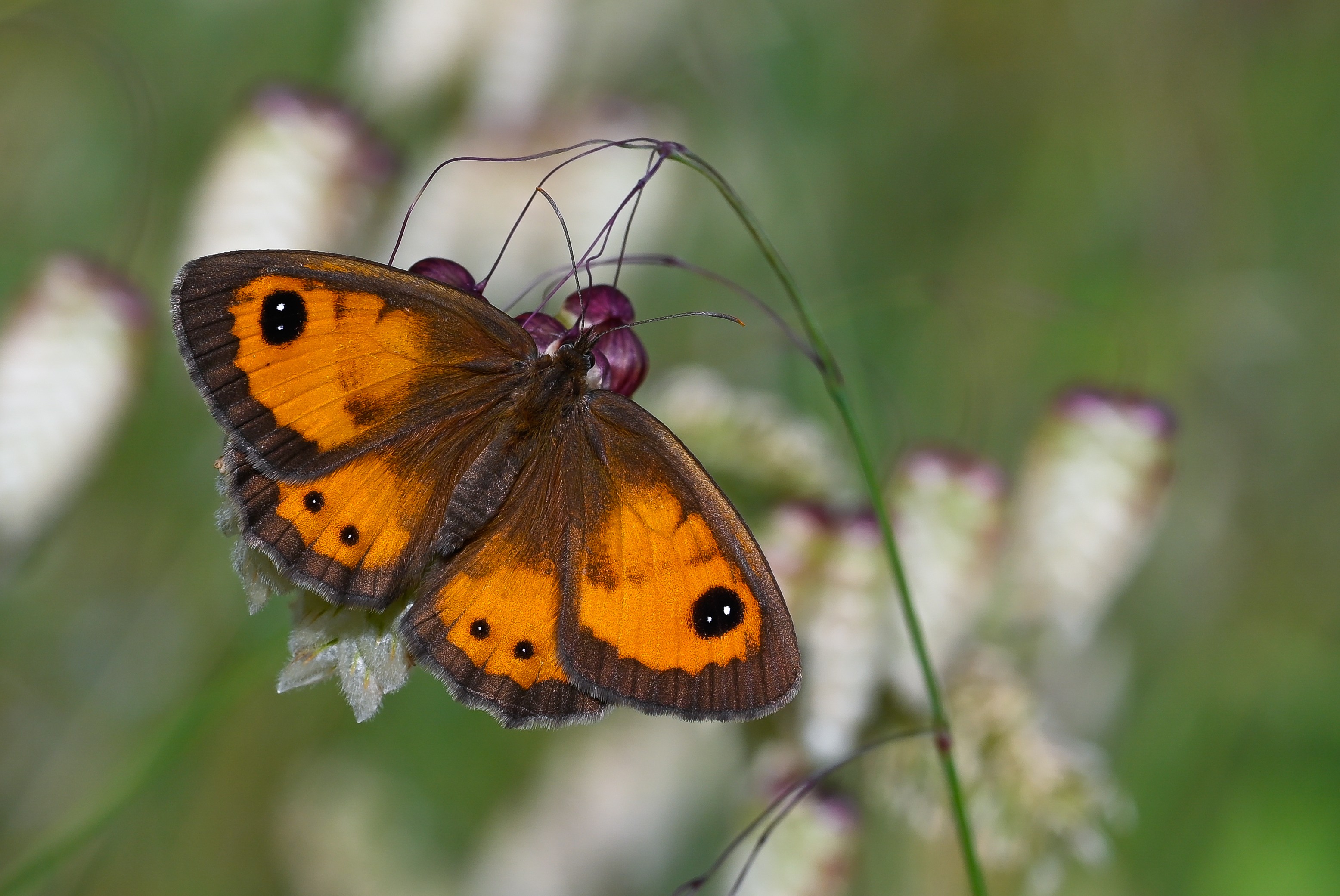 Pyronia bathseba butterfly photo