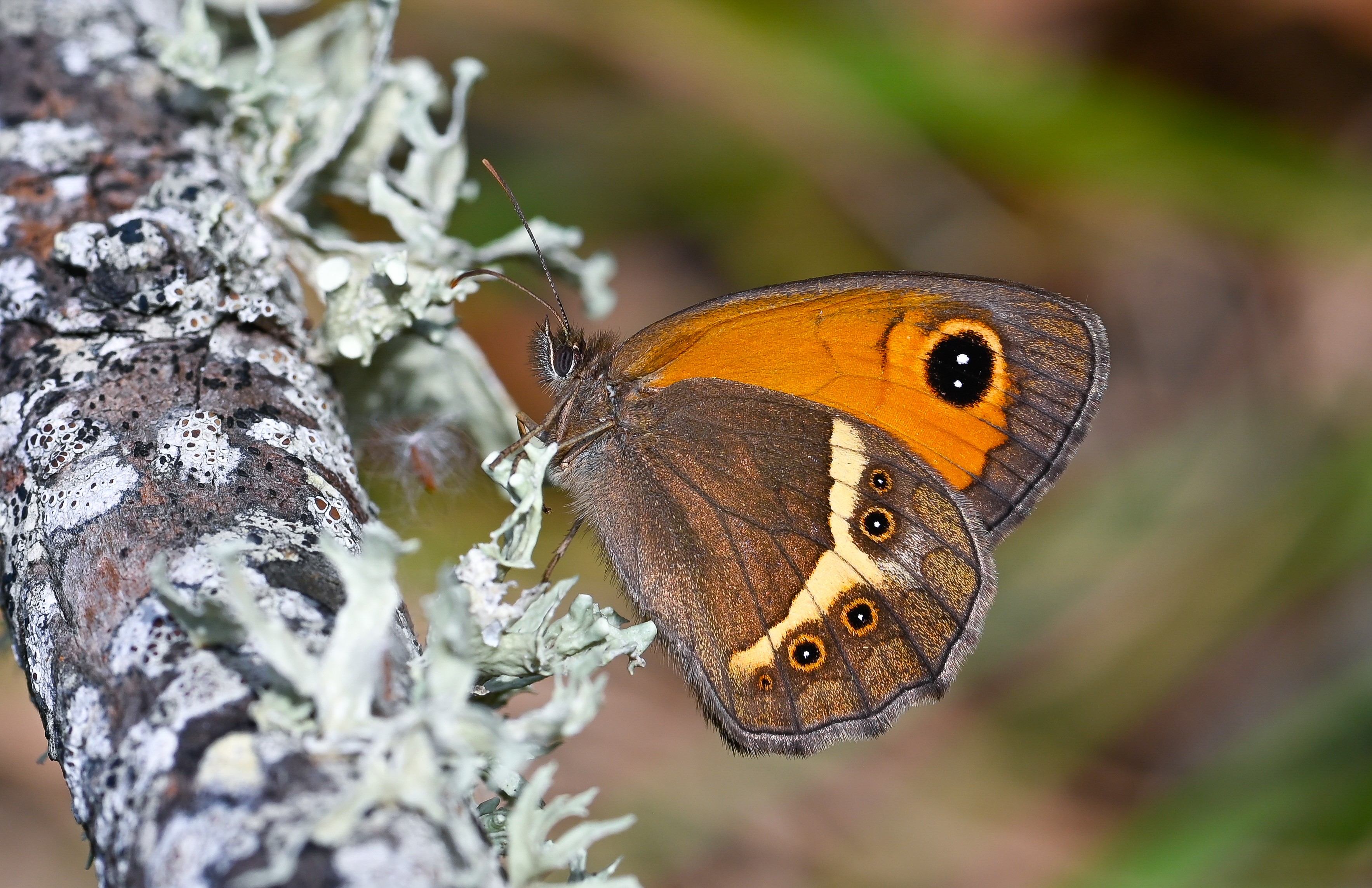 Pyronia bathseba butterfly photo