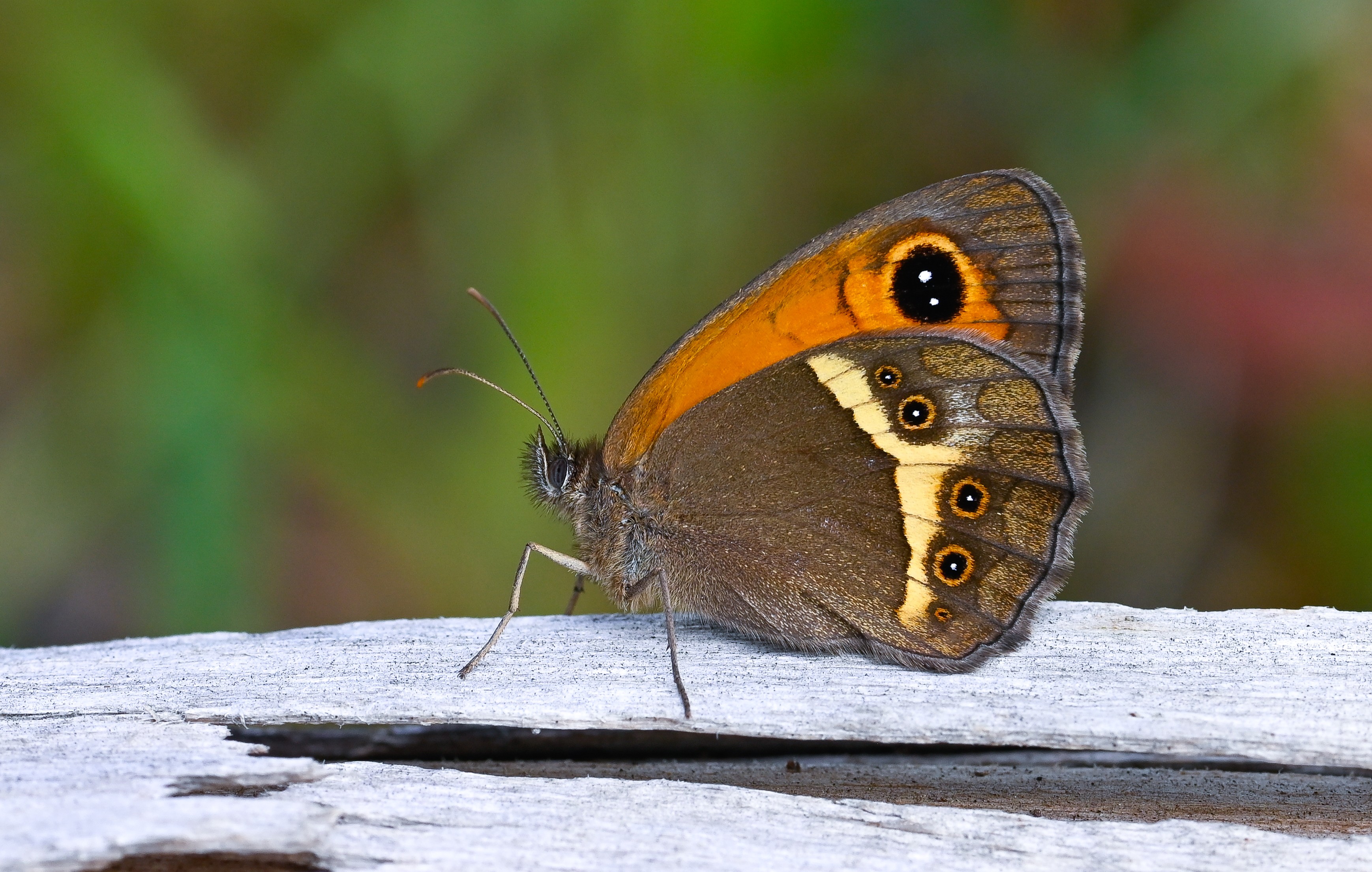 Pyronia bathseba butterfly photo