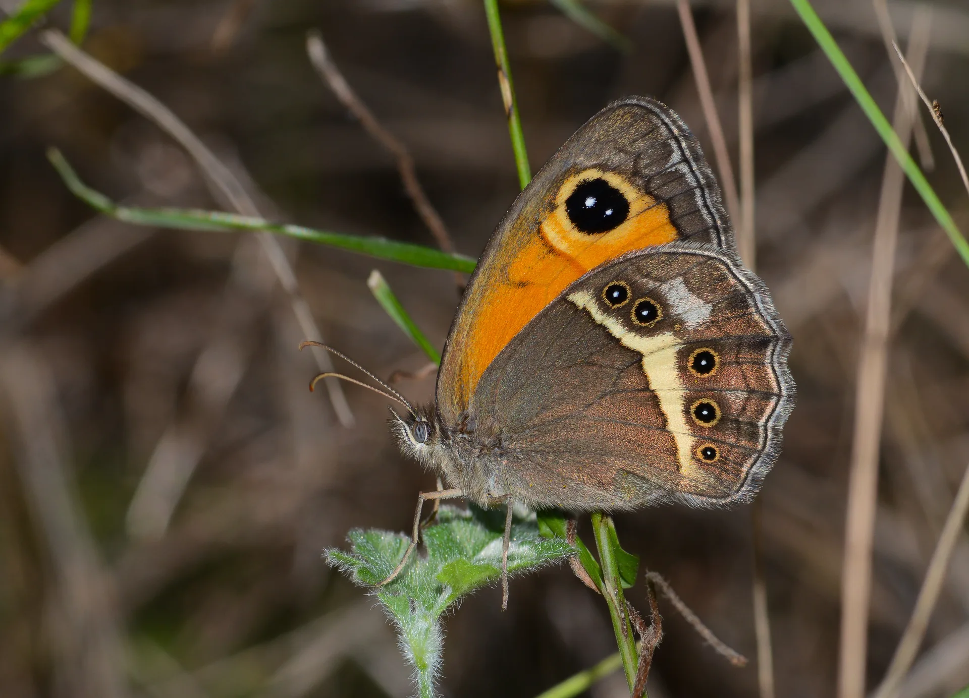 Pyronia bathseba butterfly photo