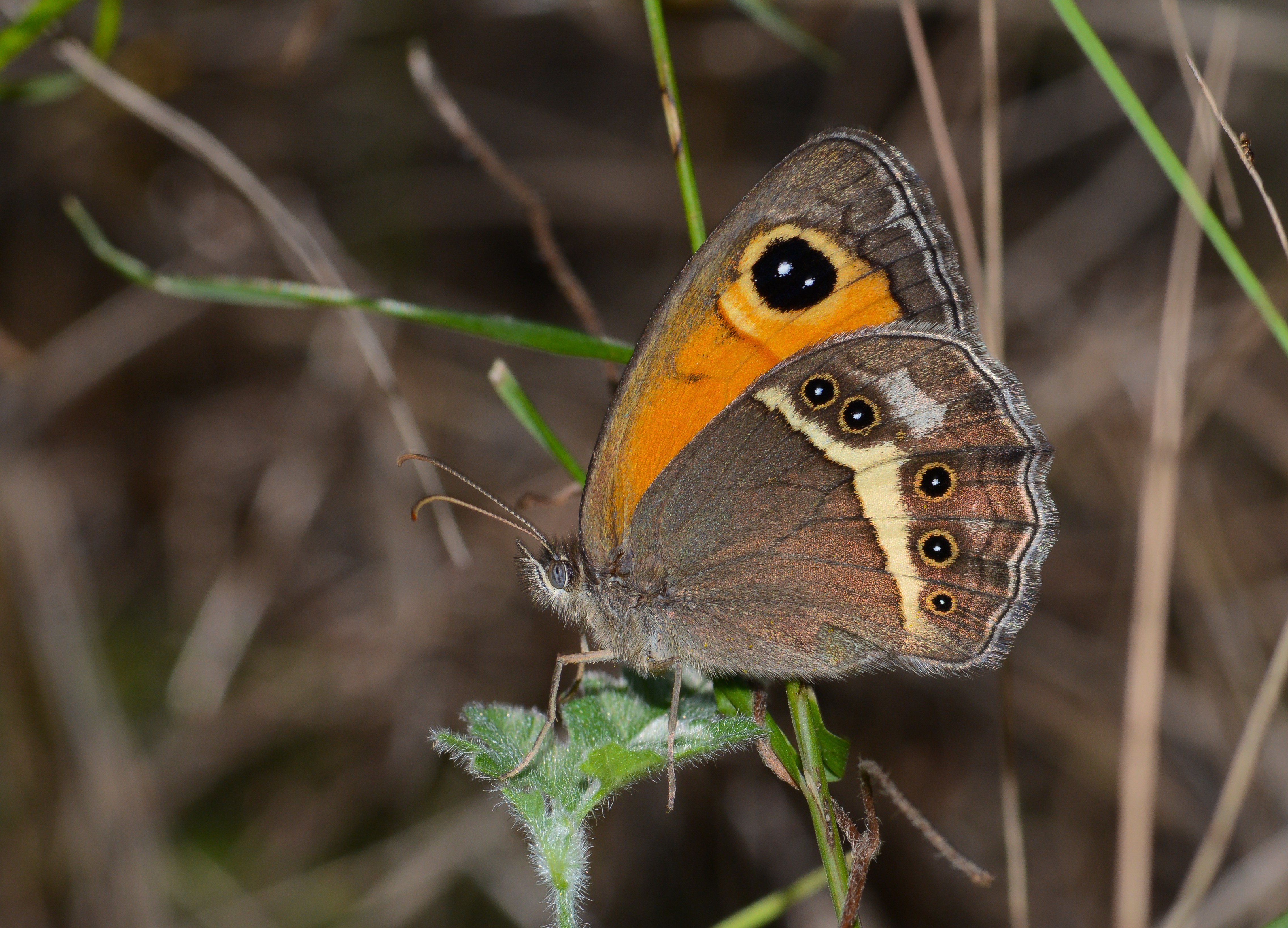 Pyronia bathseba butterfly photo