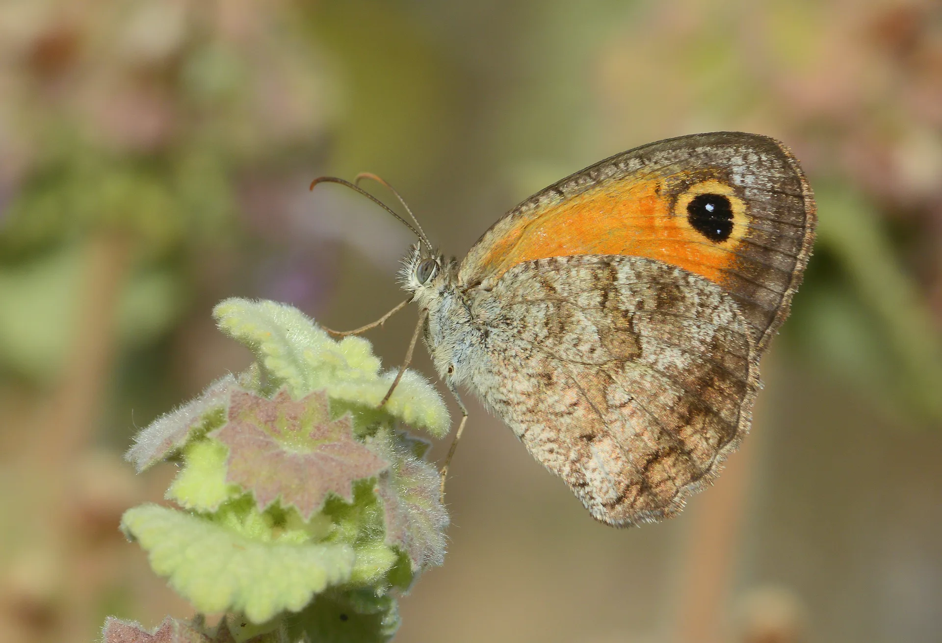 Pyronia cecilia (Sesilya) butterfly photo