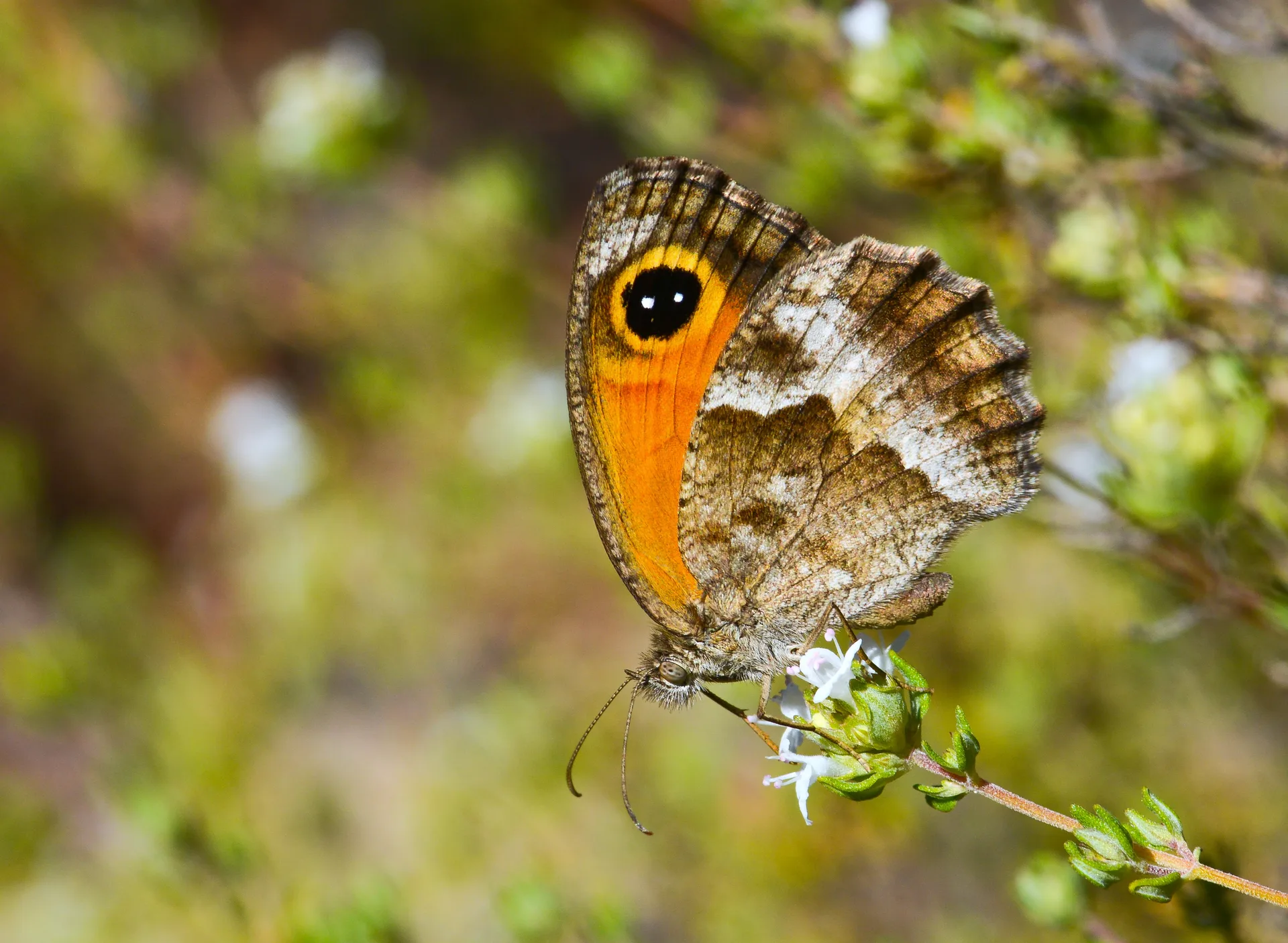 Pyronia cecilia (Sesilya) butterfly photo