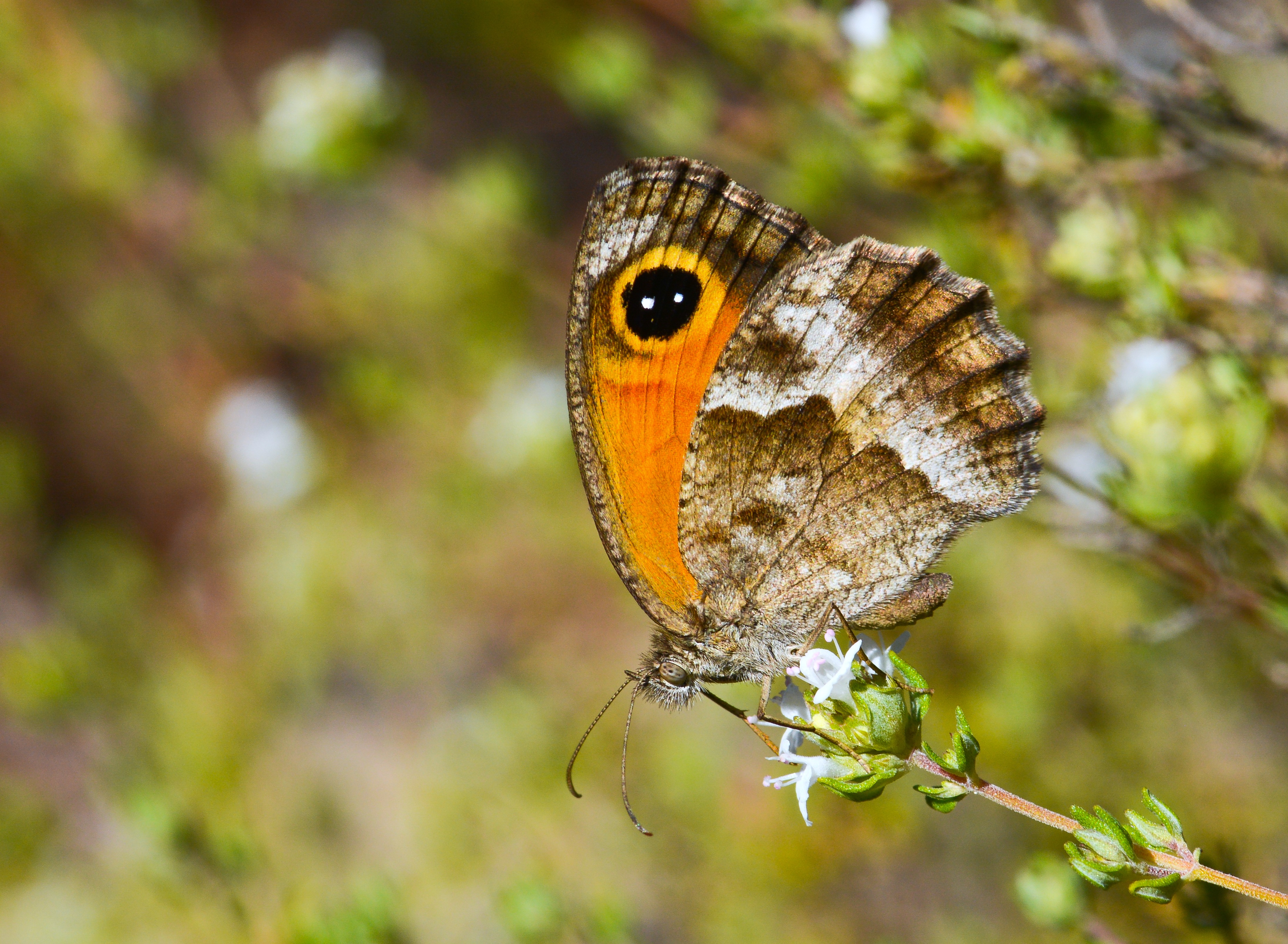 Pyronia cecilia (Sesilya) butterfly photo