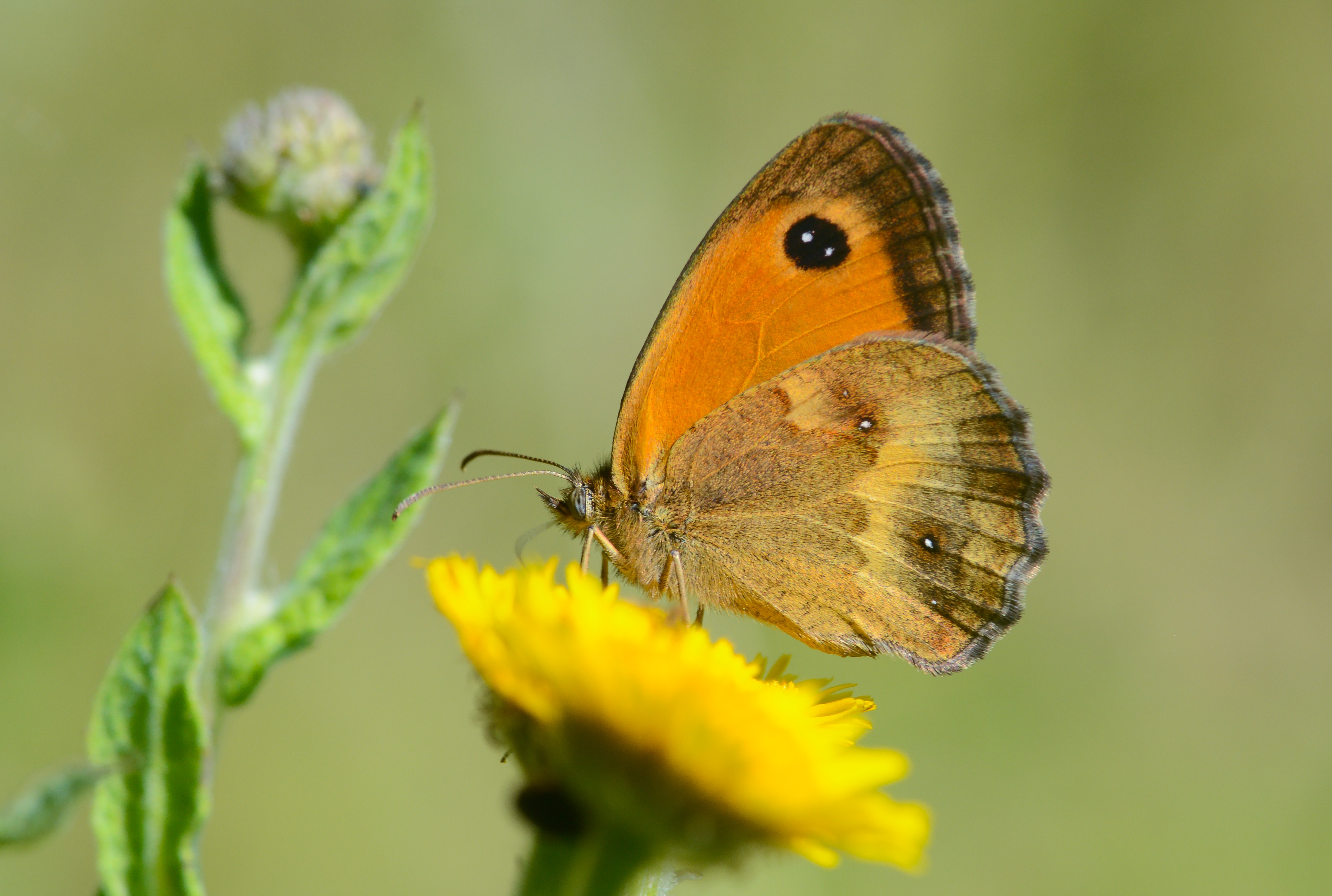 Pyronia tithonus (Pironiya) butterfly photo