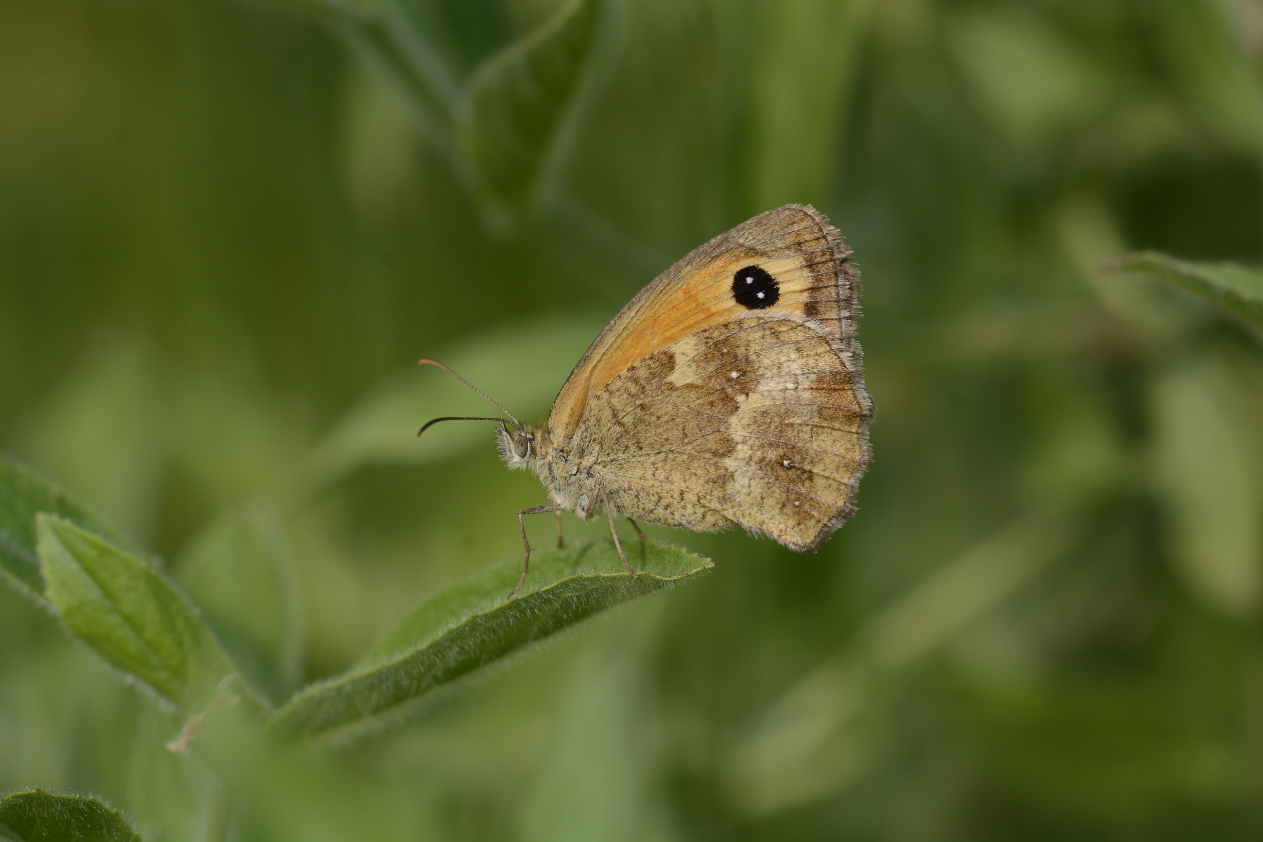 Pyronia tithonus (Pironiya) butterfly photo