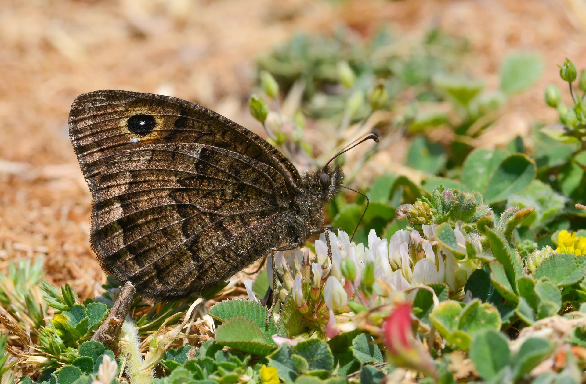 Satyrus actaea butterfly photo