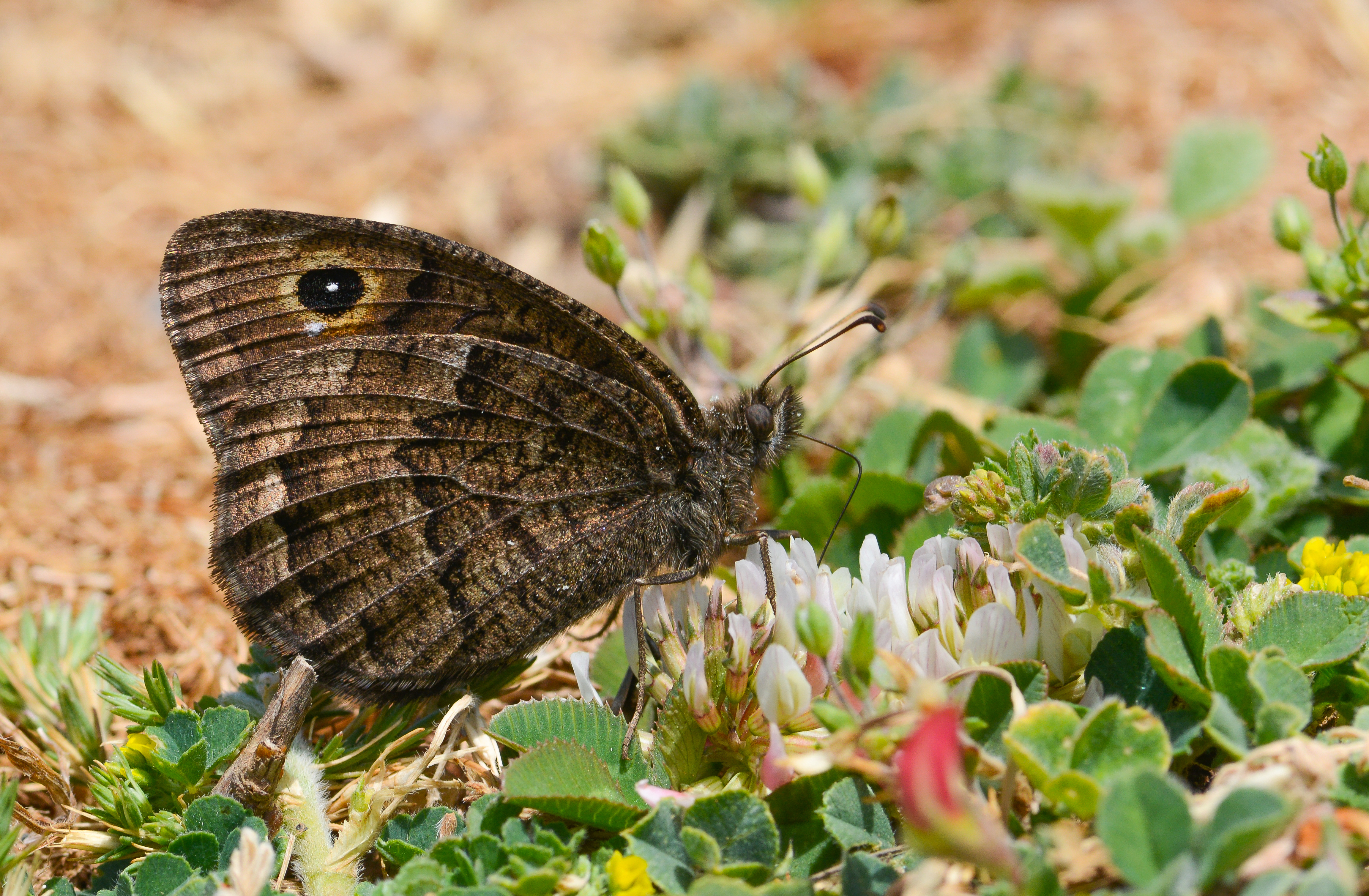 Satyrus actaea butterfly photo