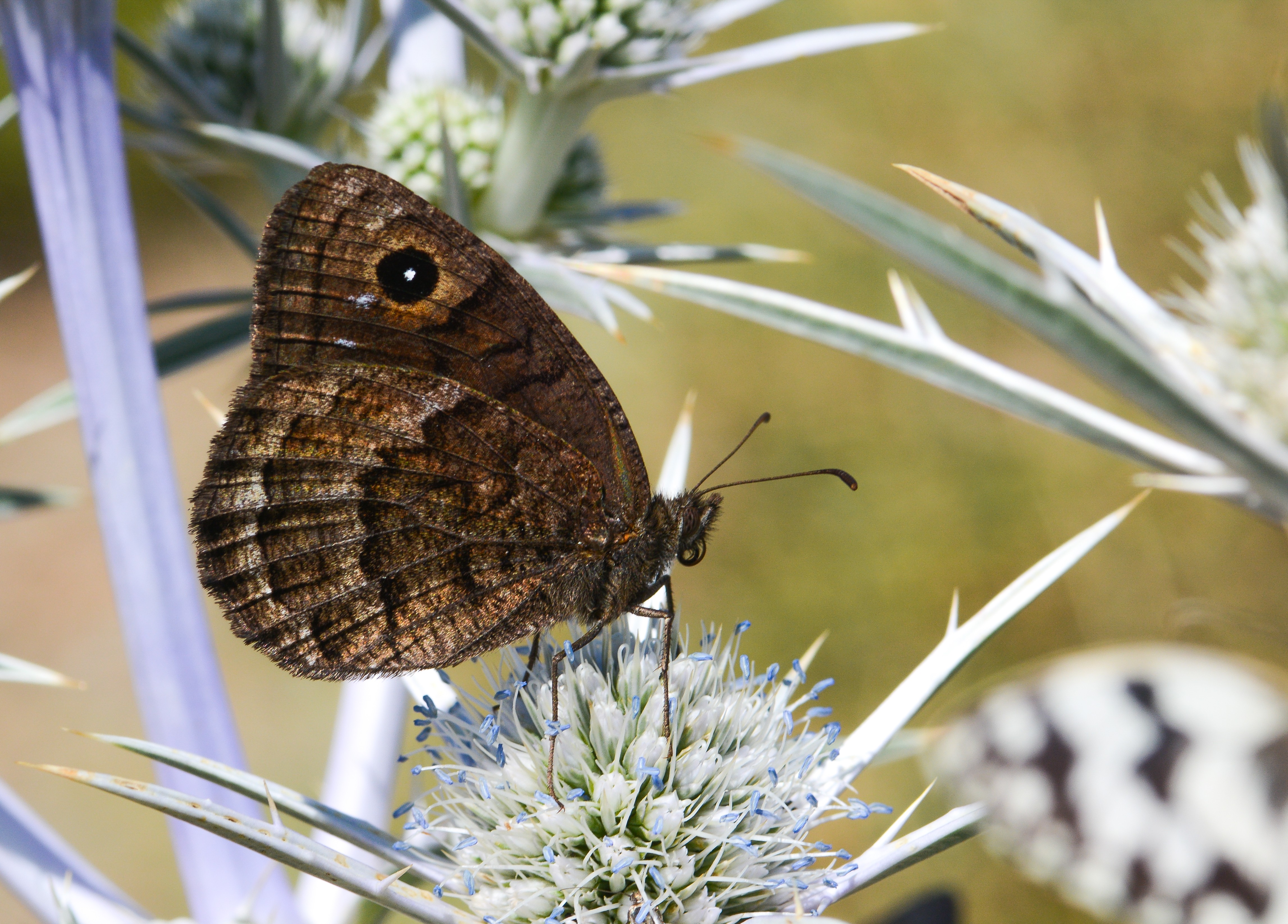 Satyrus actaea butterfly photo