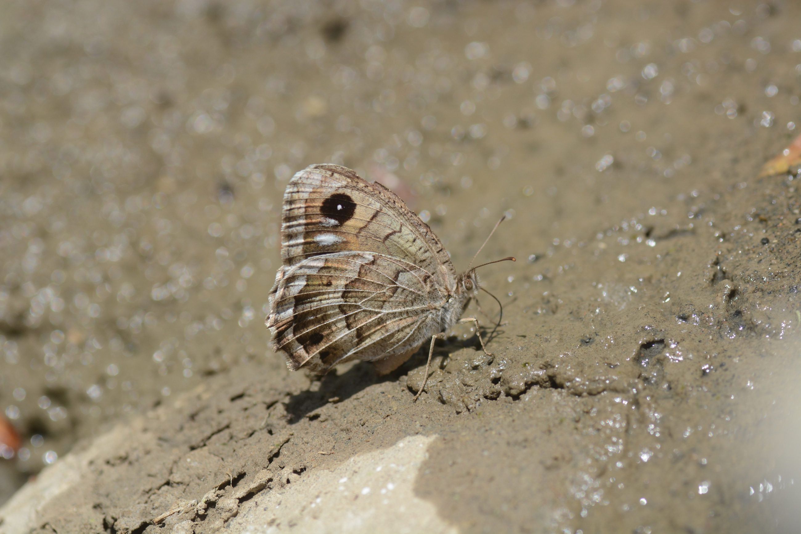 Satyrus amasinus (Beyaz Damarlı Pirireis) butterfly photo