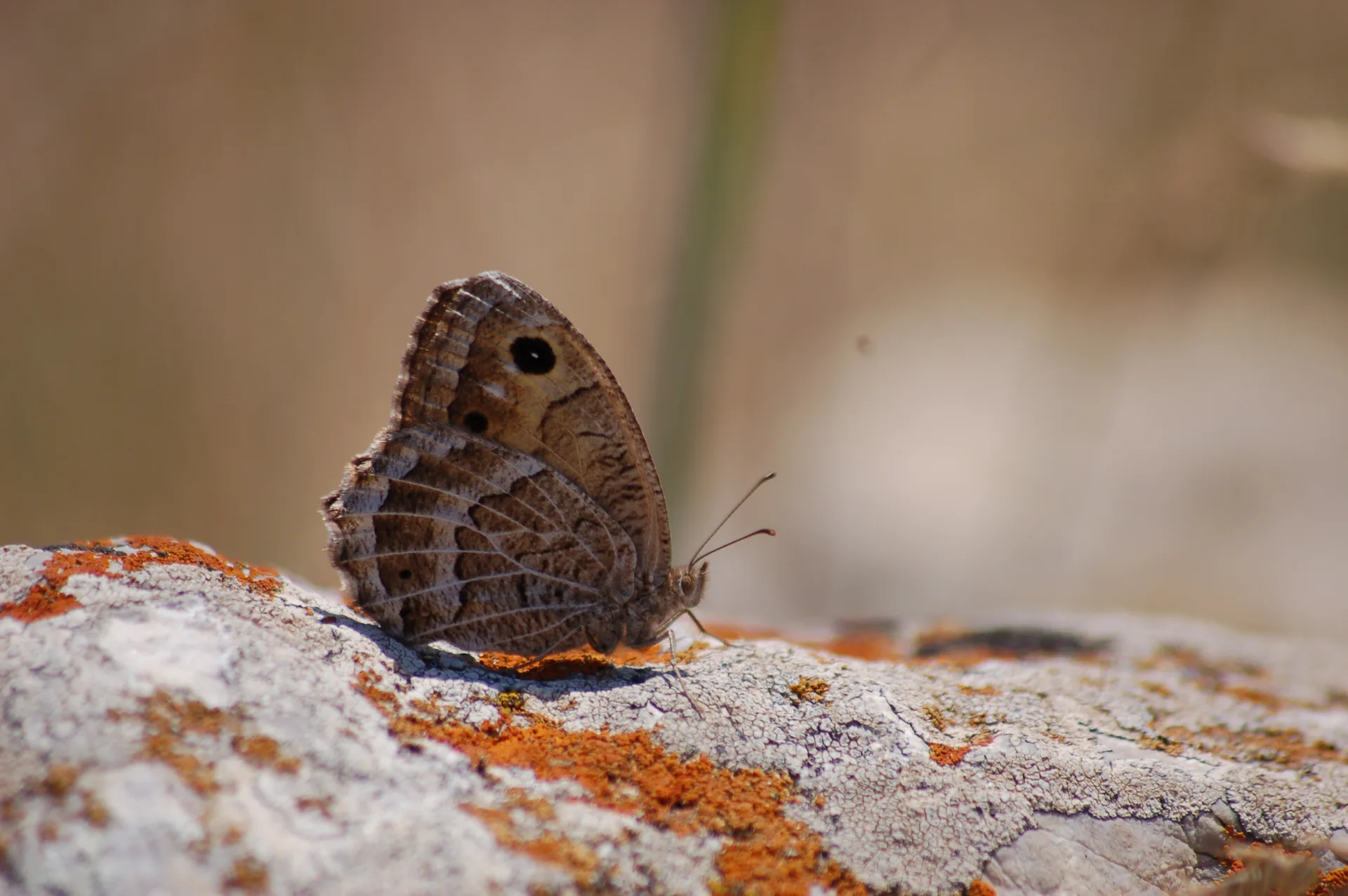 Satyrus amasinus (Beyaz DamarlÄ± Pirireis) butterfly photo