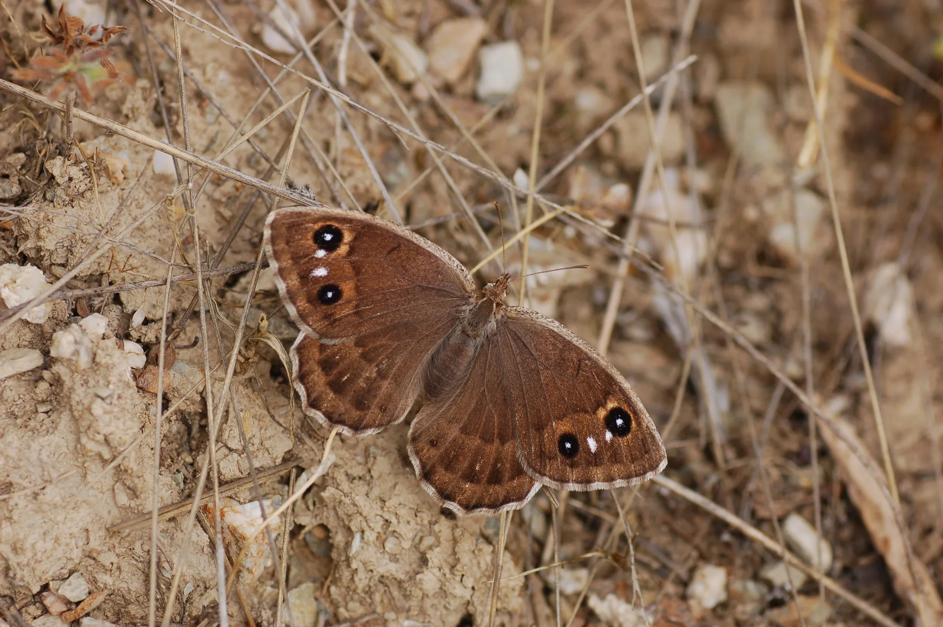 Satyrus amasinus (Beyaz DamarlÄ± Pirireis) butterfly photo