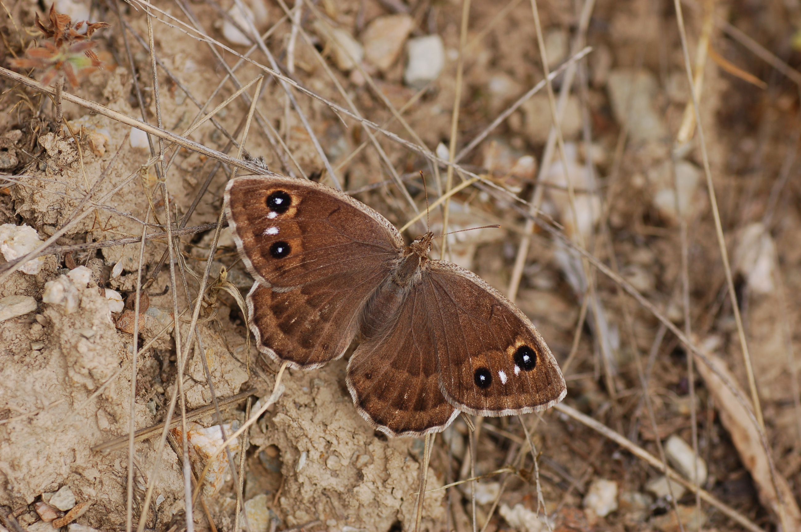 Satyrus amasinus (Beyaz Damarlı Pirireis) butterfly photo
