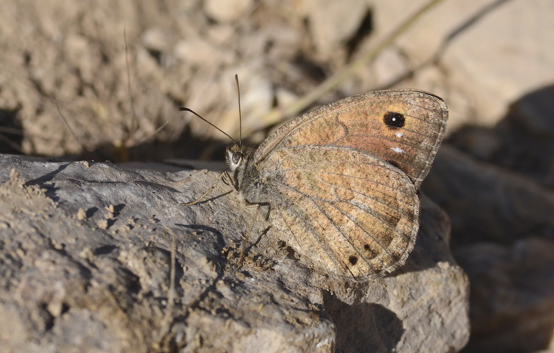 Satyrus ferulus (HaÅŸmetli Pirireis) butterfly photo