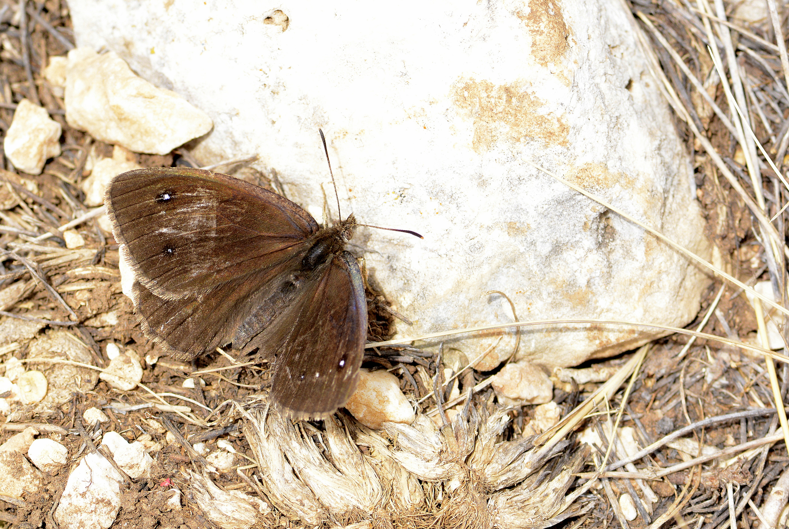 Satyrus ferulus (HaÅŸmetli Pirireis) butterfly photo