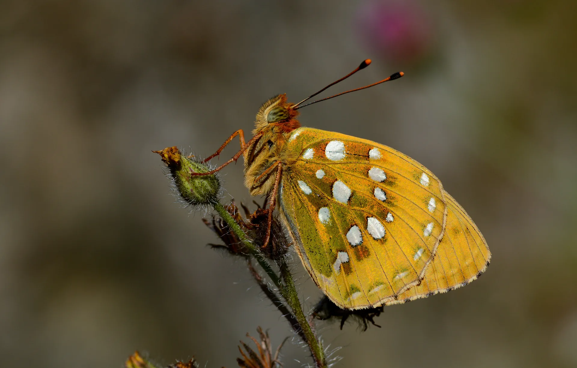 Speyeria aglaja (Güzelinci) butterfly photo
