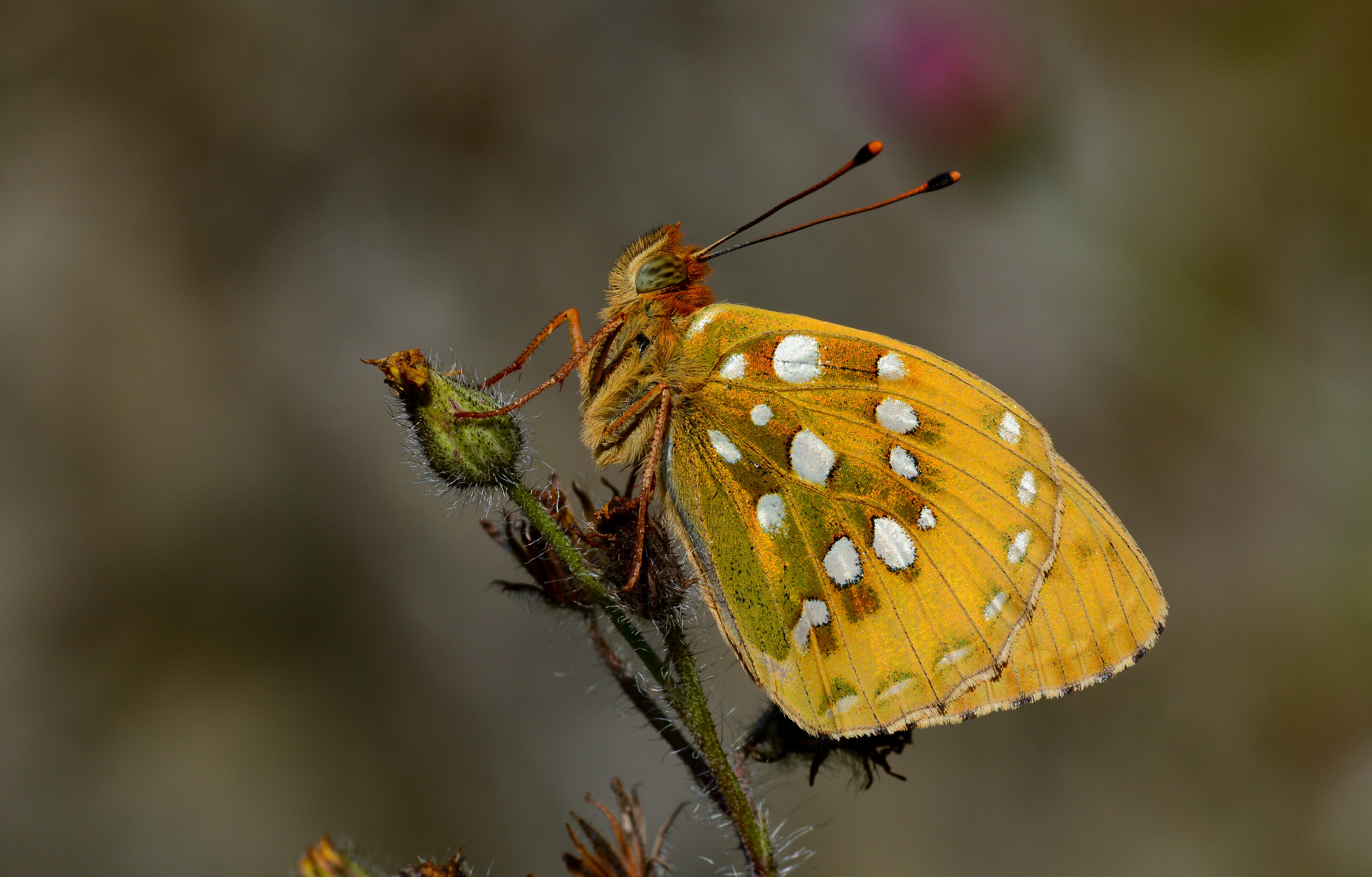 Speyeria aglaja (Güzelinci) butterfly photo