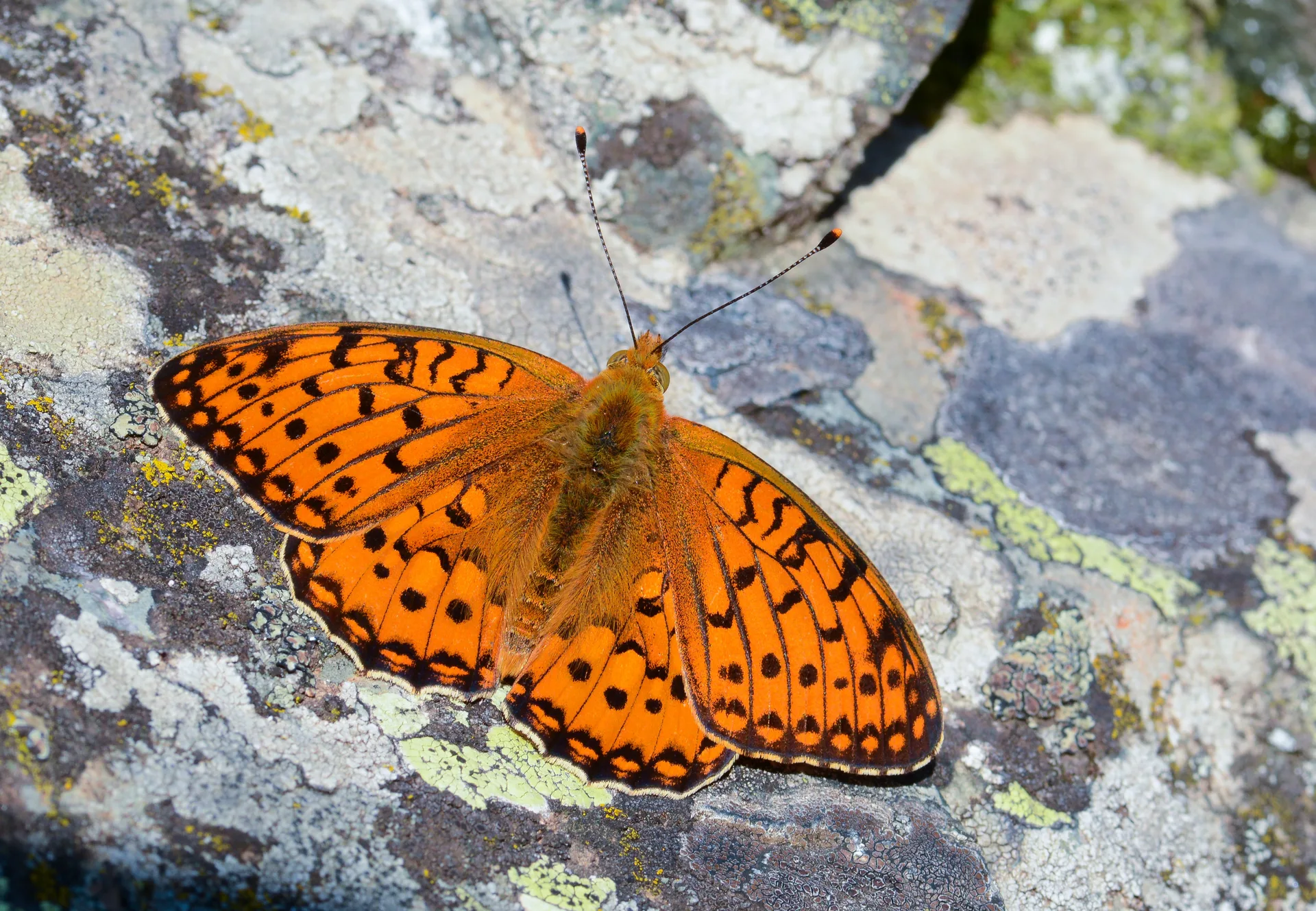 Speyeria aglaja (GÃ¼zelinci) butterfly photo