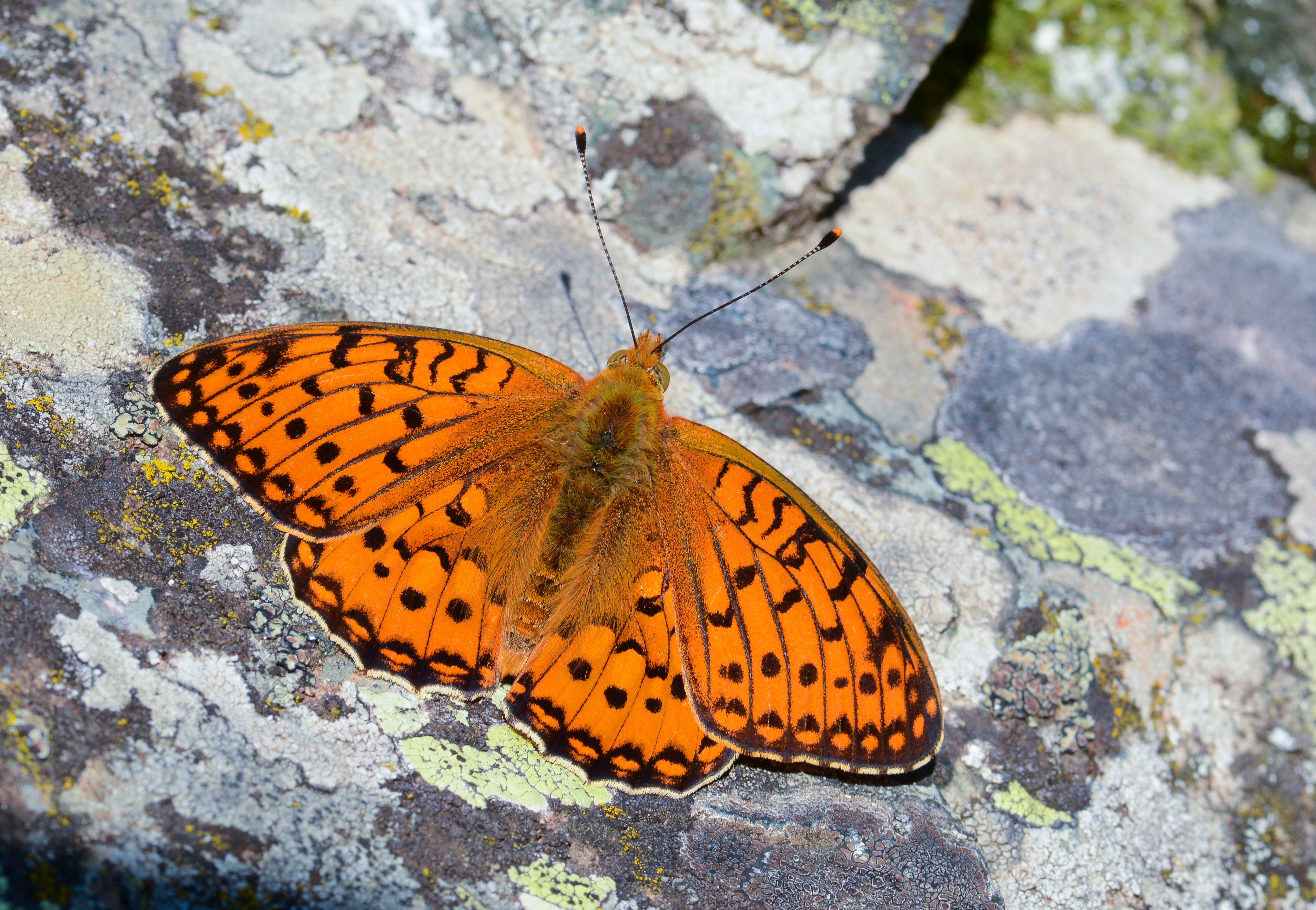 Speyeria aglaja (Güzelinci) butterfly photo