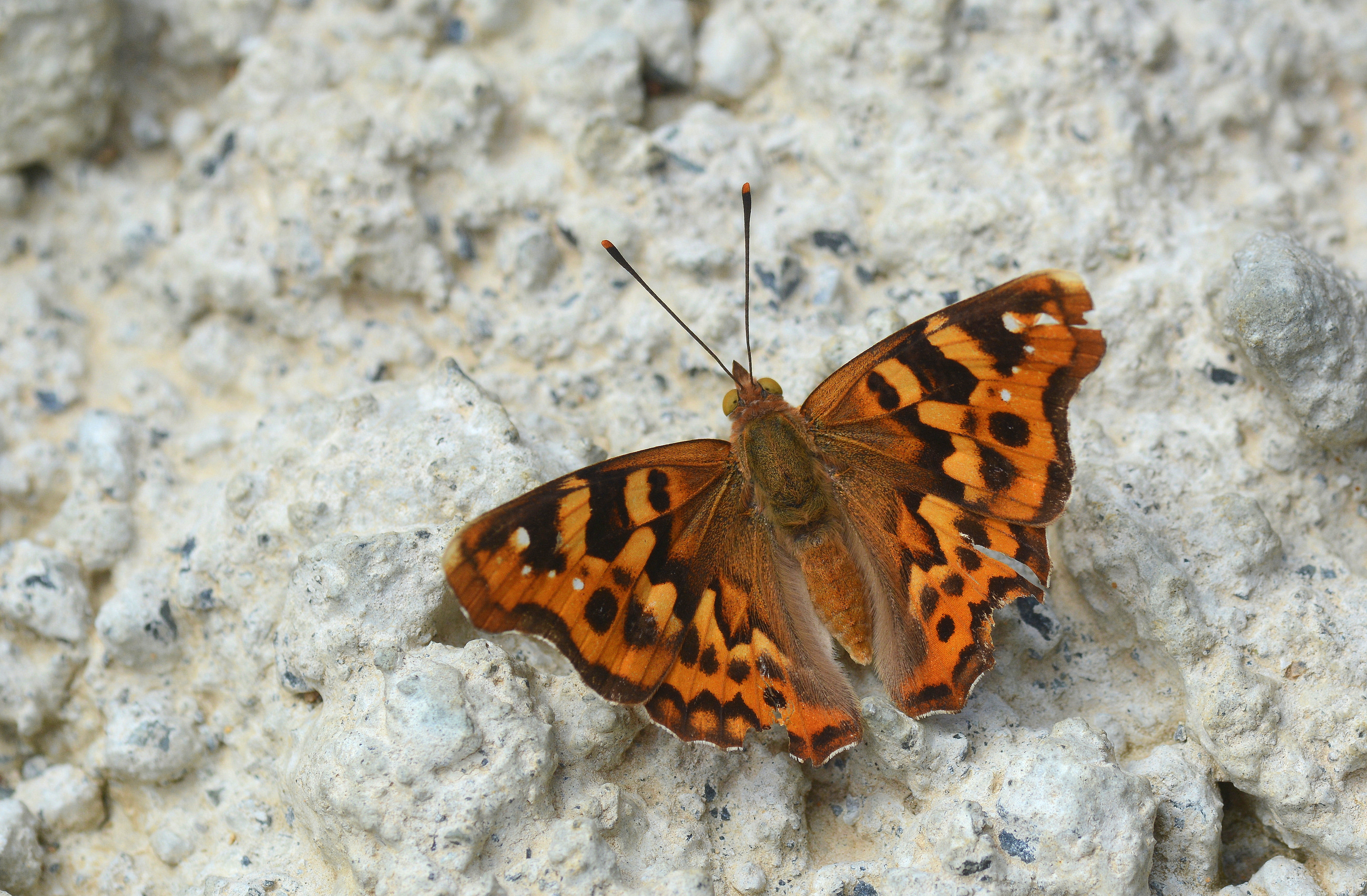 Thaleropis ionia (Anadolu Åehzadesi) butterfly photo