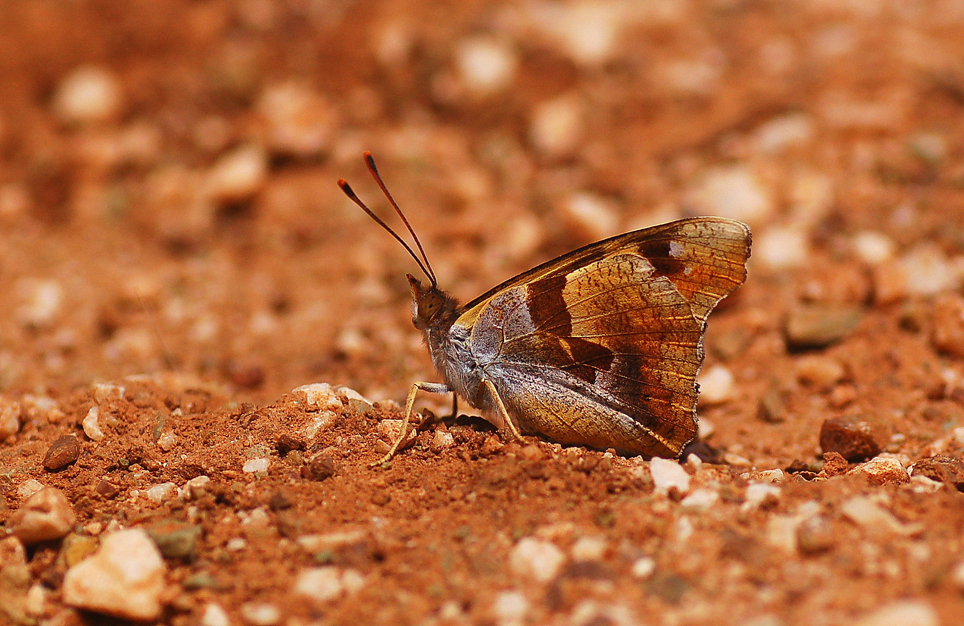 Thaleropis ionia (Anadolu Åehzadesi) butterfly photo