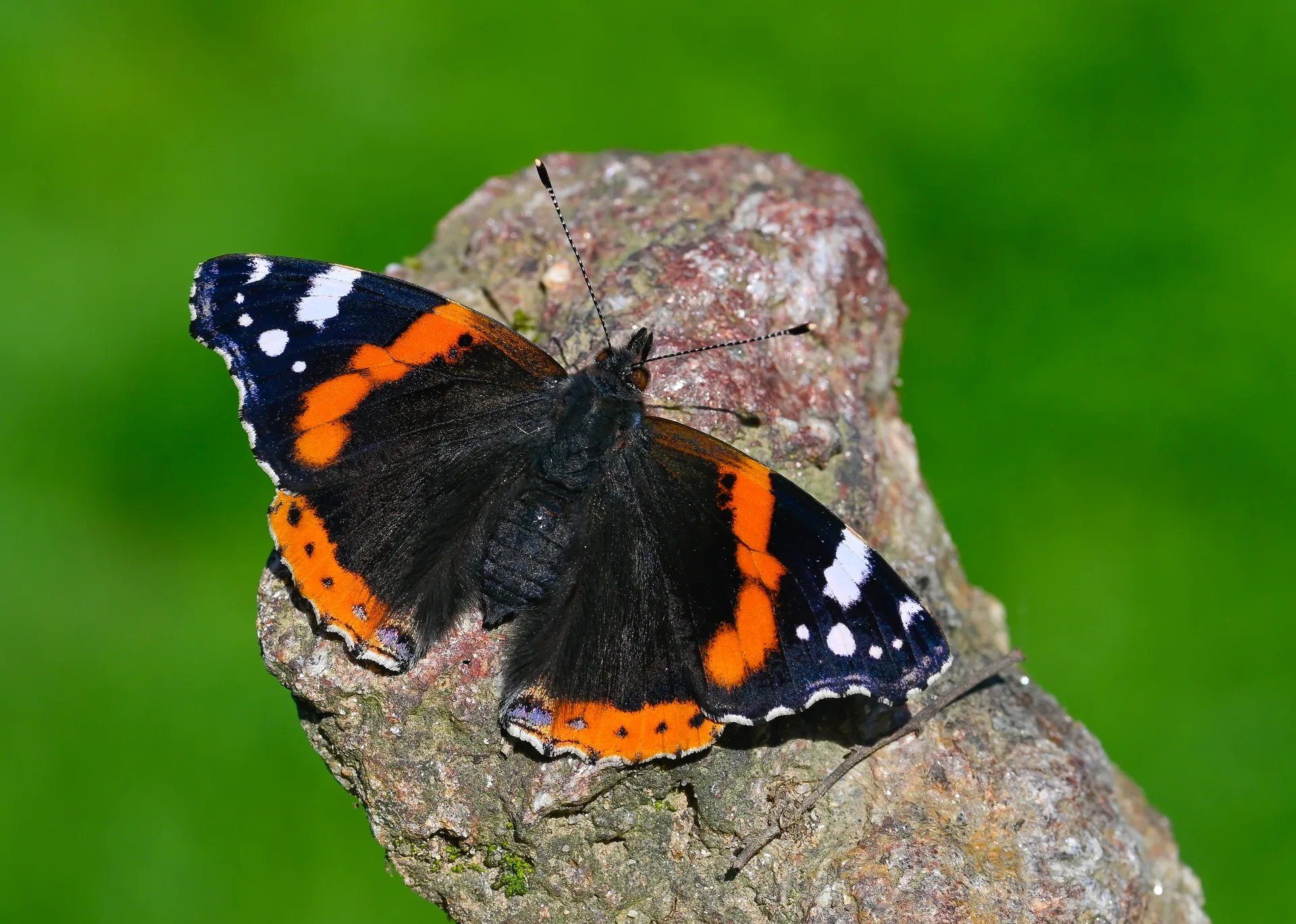 Vanessa atalanta (Atalanta) butterfly photo