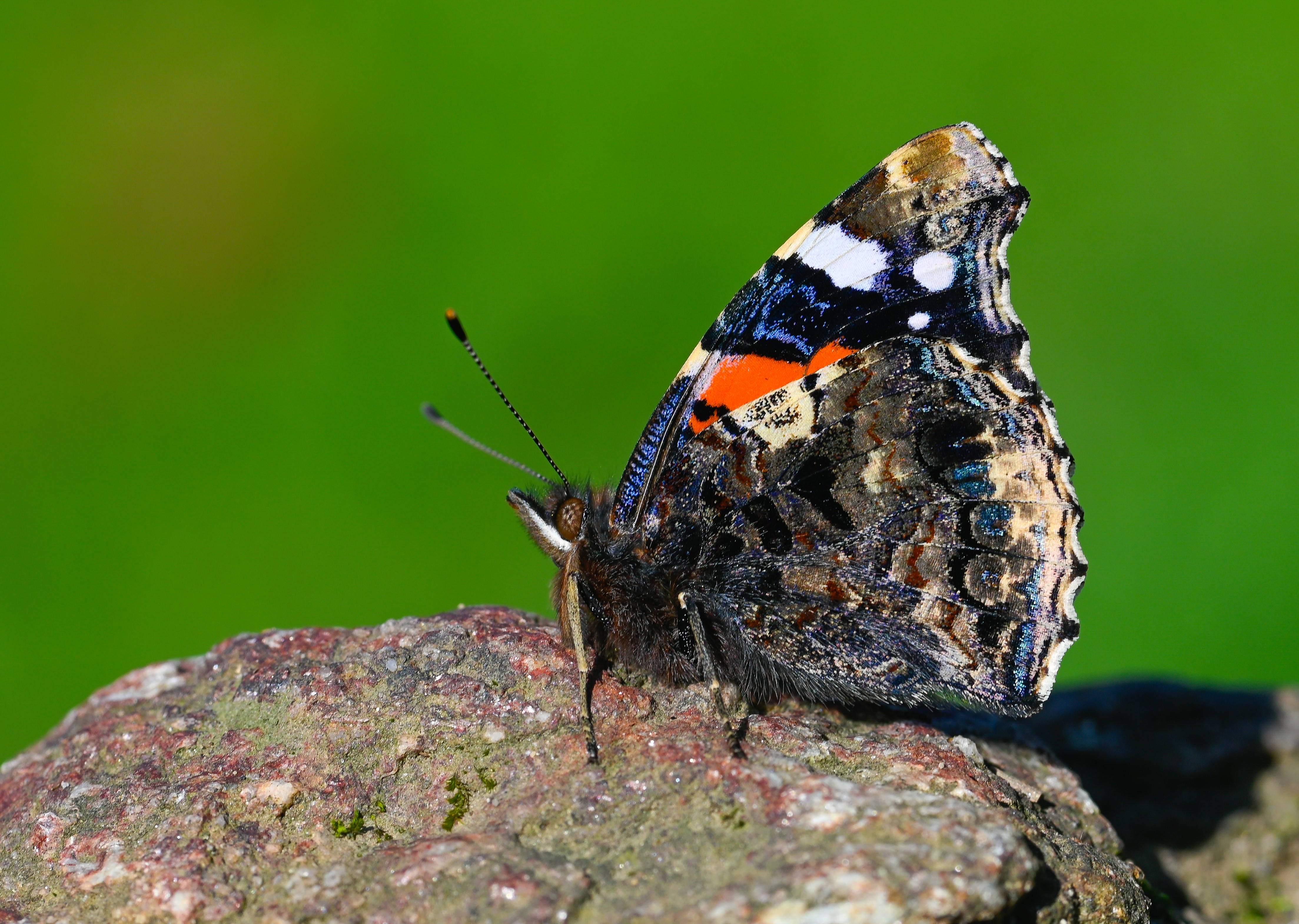 Vanessa atalanta (Atalanta) butterfly photo