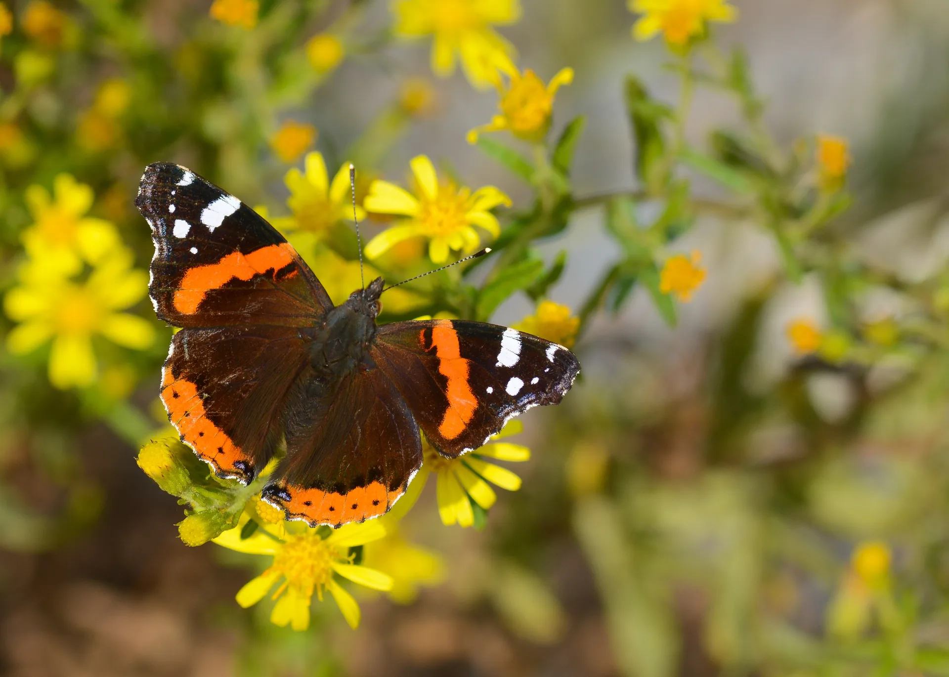 Vanessa atalanta (Atalanta) butterfly photo