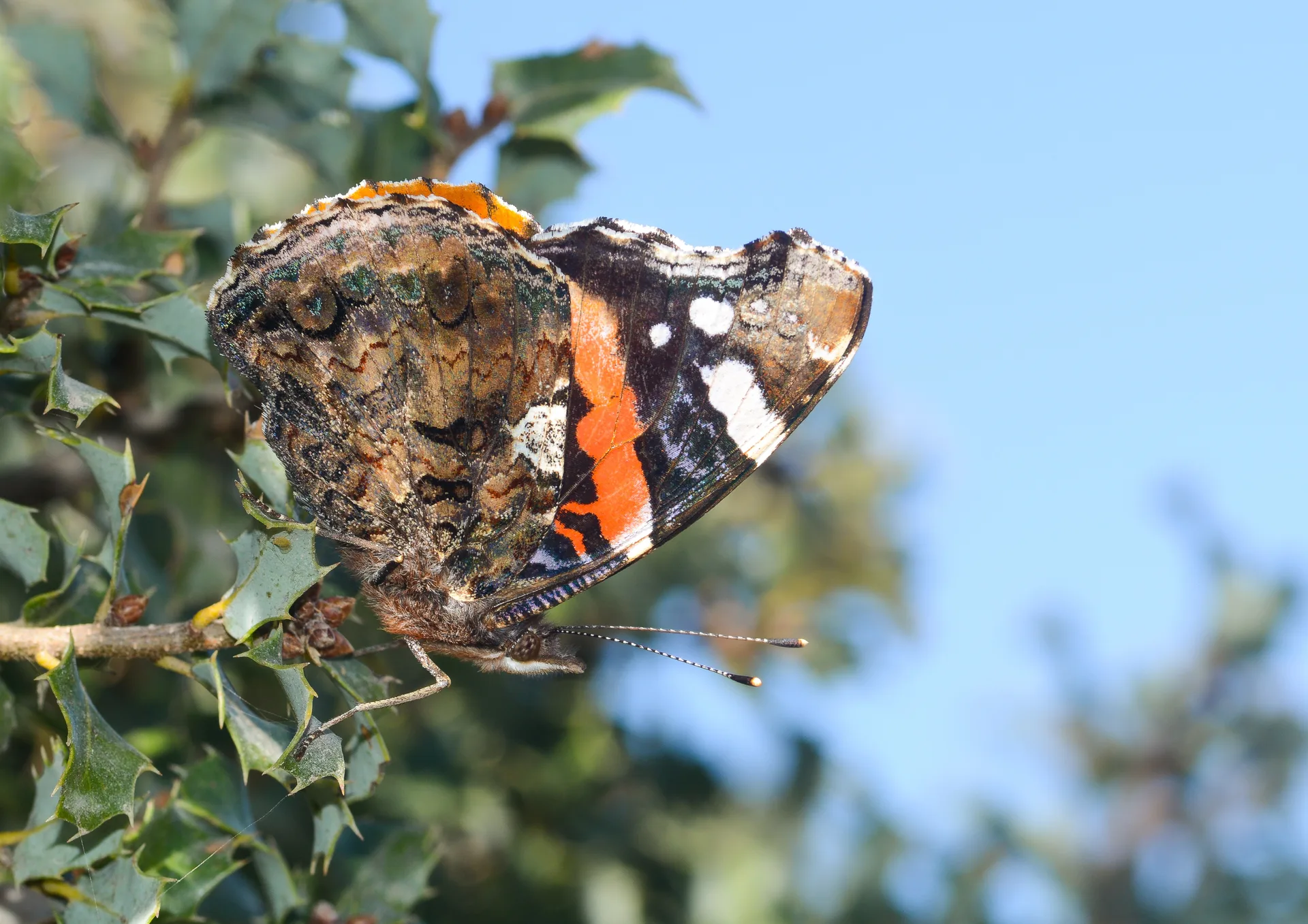Vanessa atalanta (Atalanta) butterfly photo