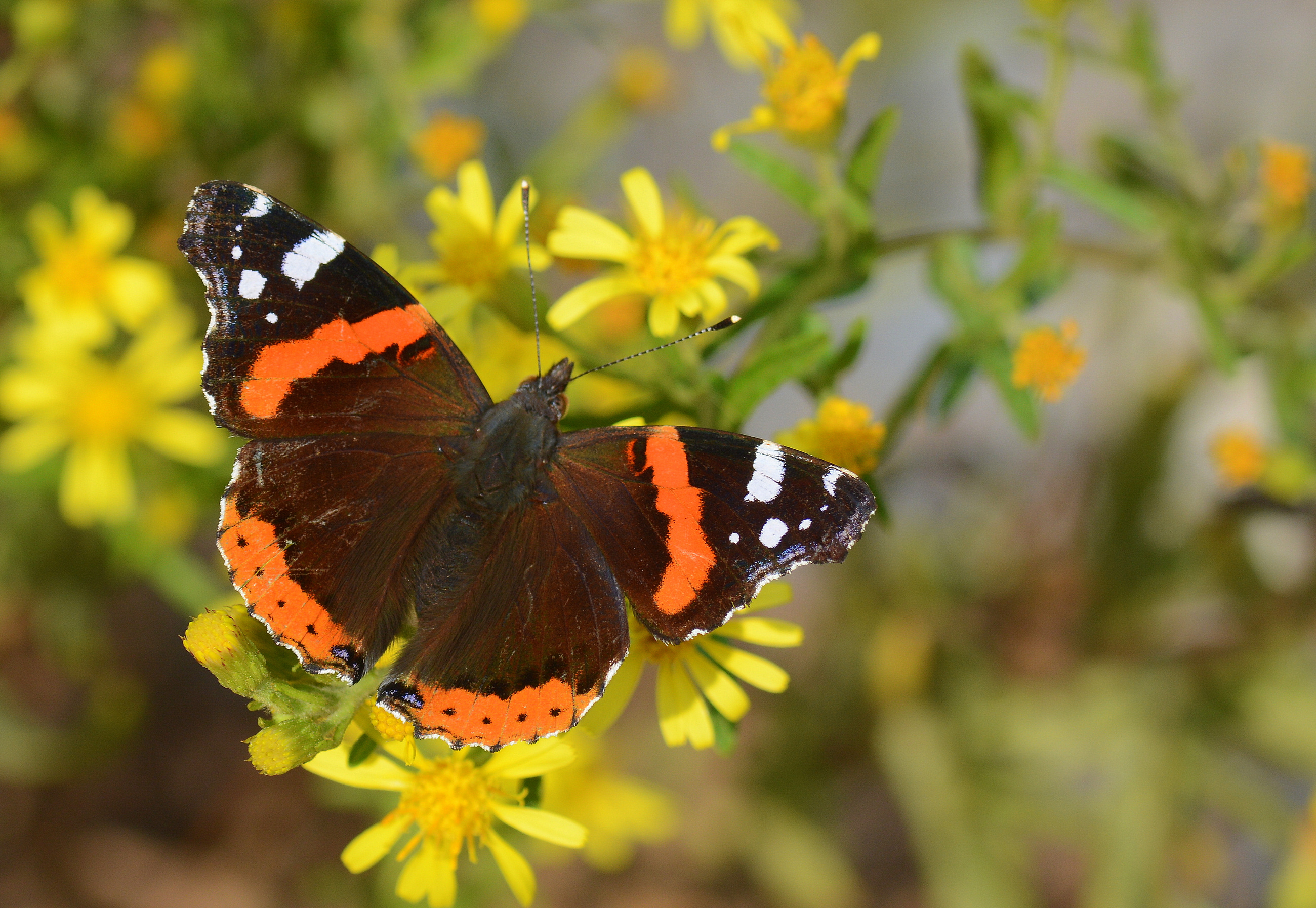 Vanessa atalanta (Atalanta) butterfly photo