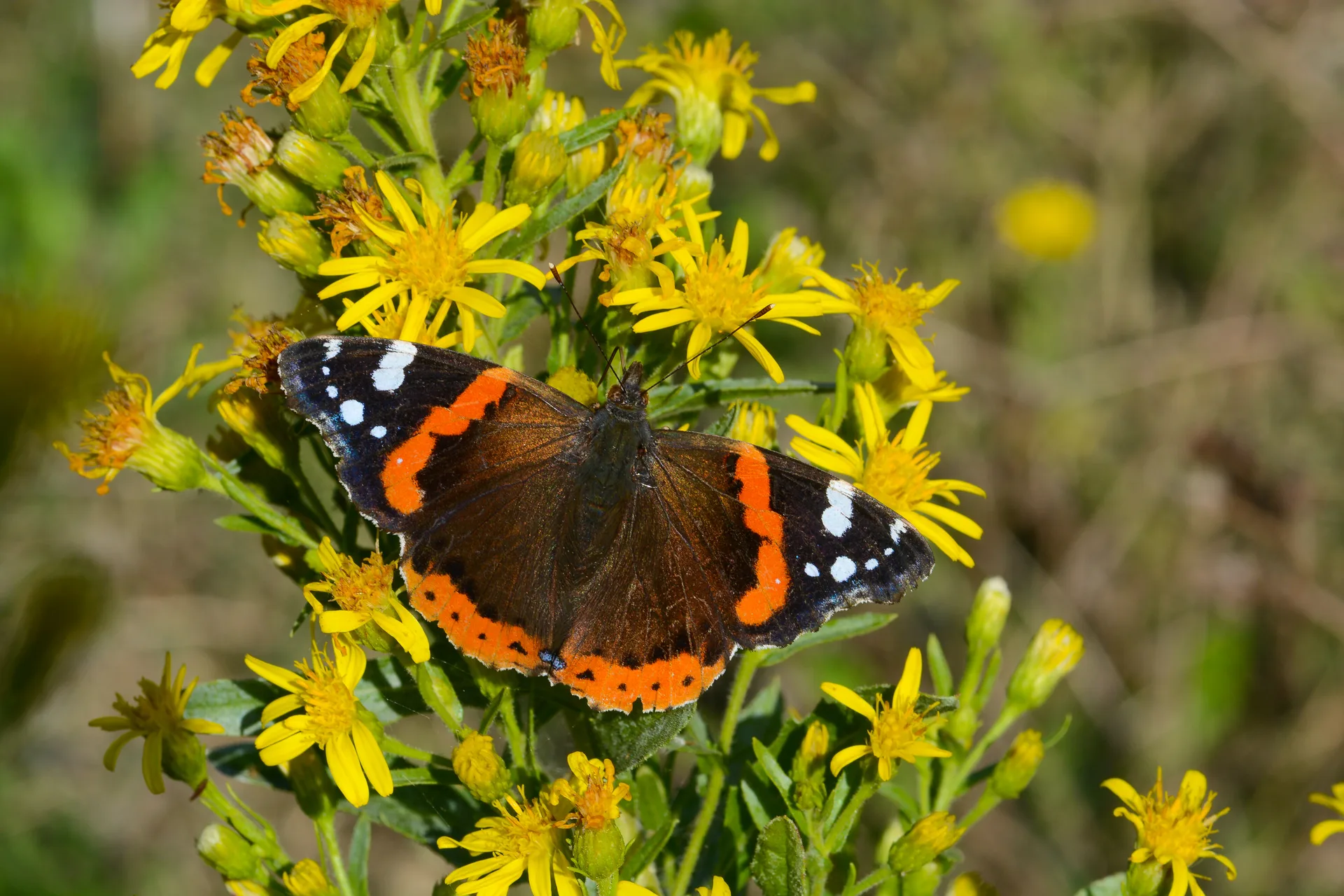 Vanessa atalanta (Atalanta) butterfly photo