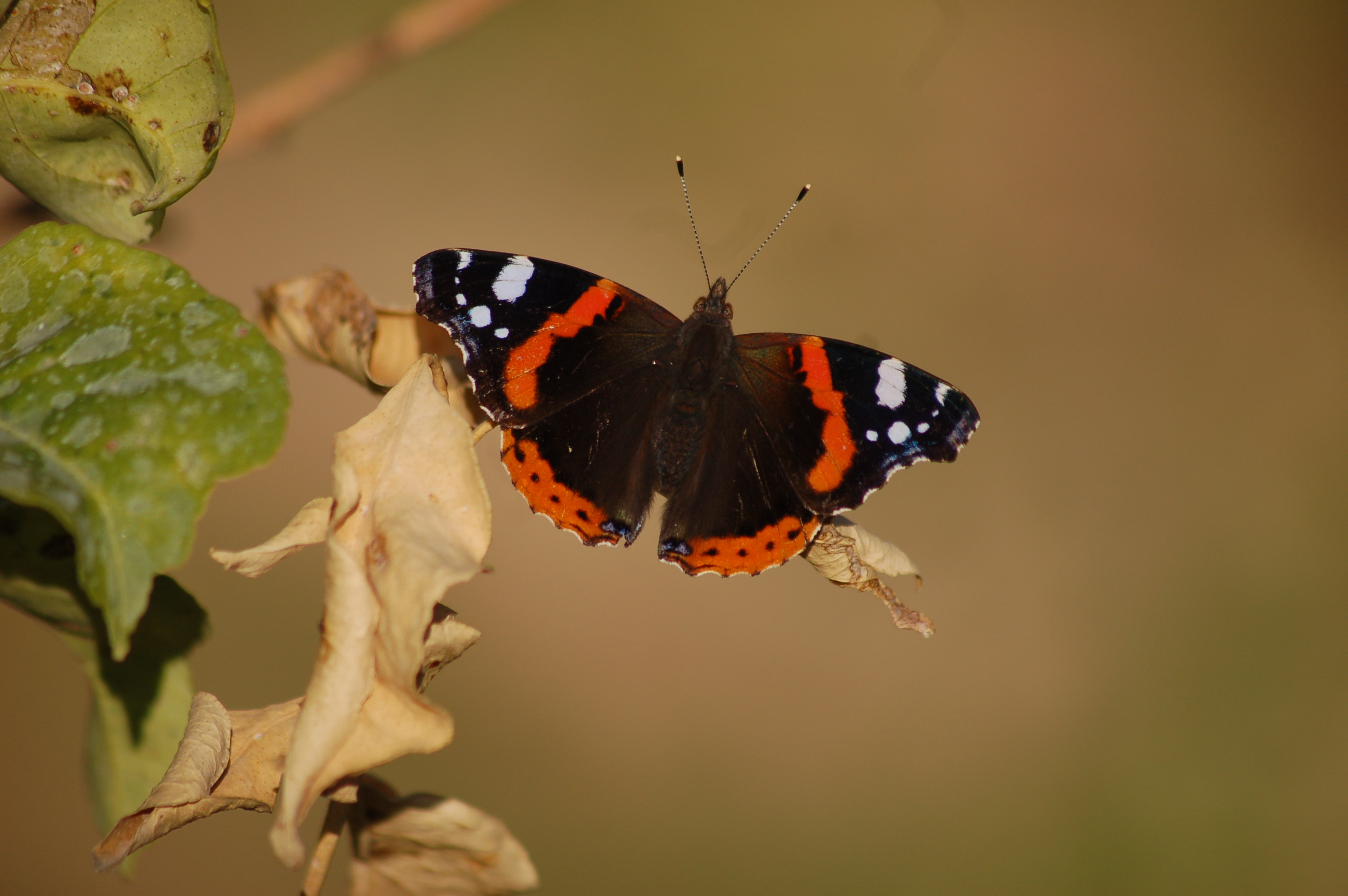 Vanessa atalanta (Atalanta) butterfly photo