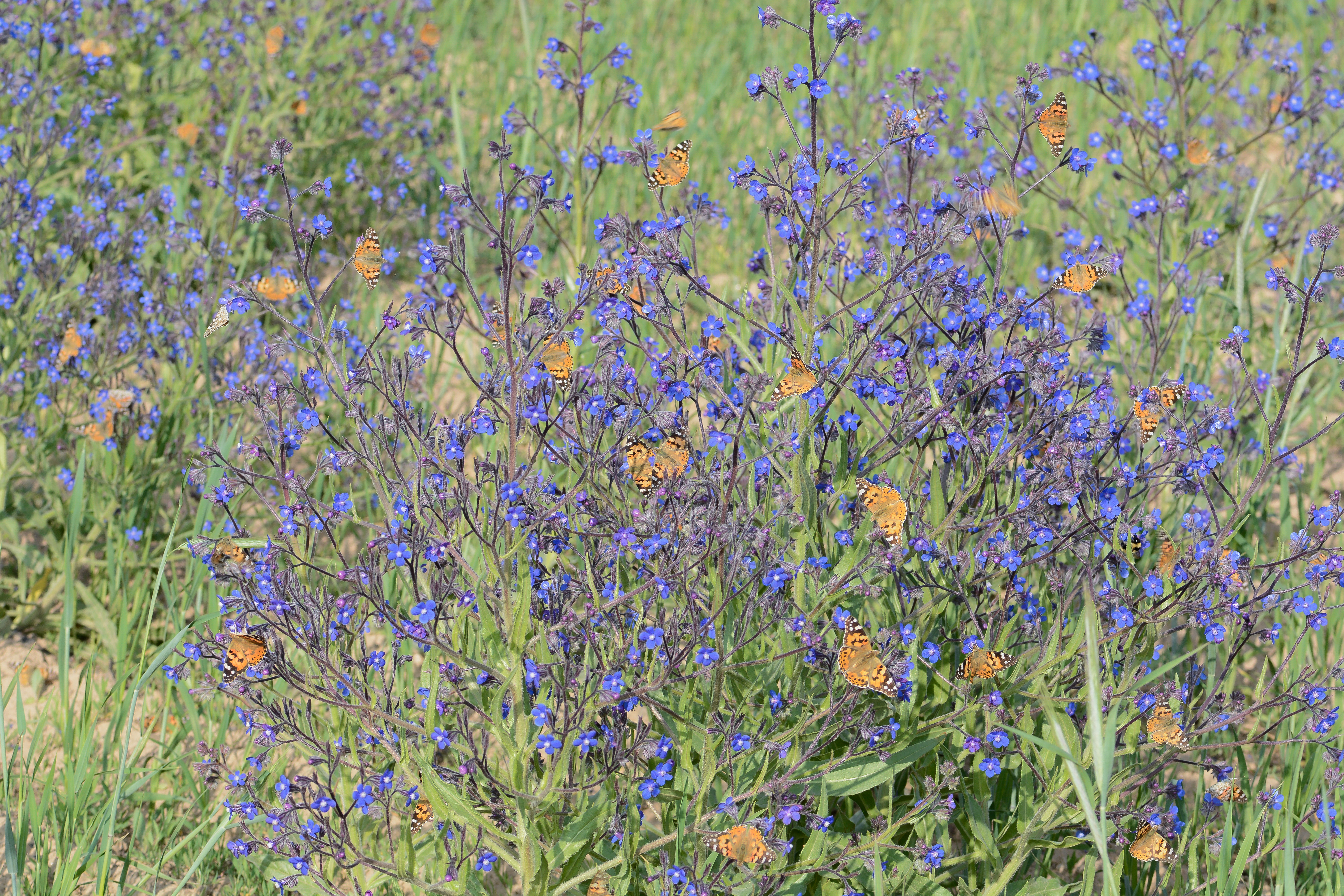Vanessa cardui (DikenkelebeÄŸi) butterfly photo