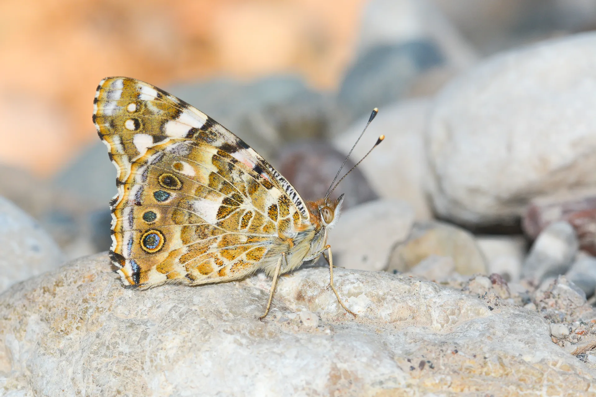 Vanessa cardui (DikenkelebeÄŸi) butterfly photo