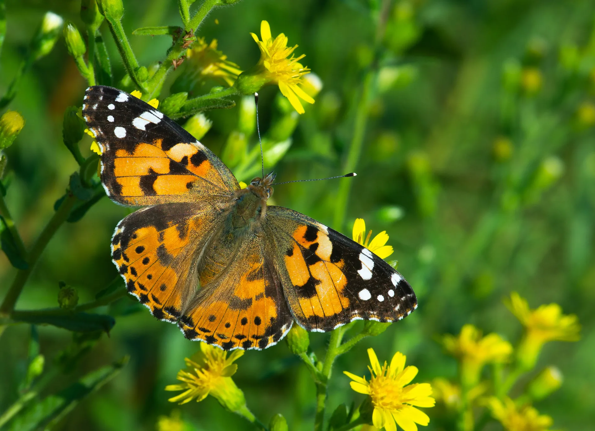 Vanessa cardui (DikenkelebeÄŸi) butterfly photo