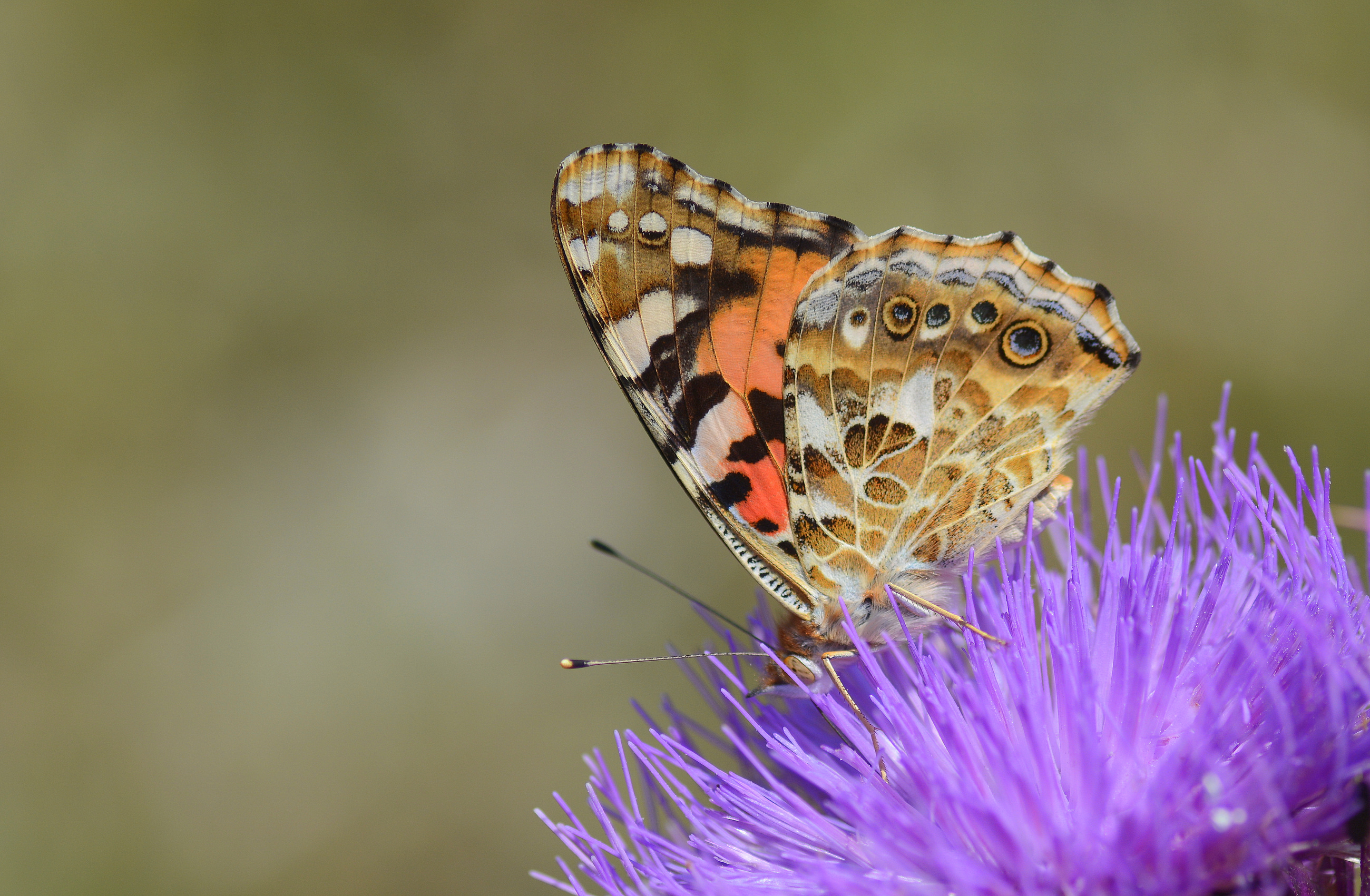 Vanessa cardui (DikenkelebeÄŸi) butterfly photo