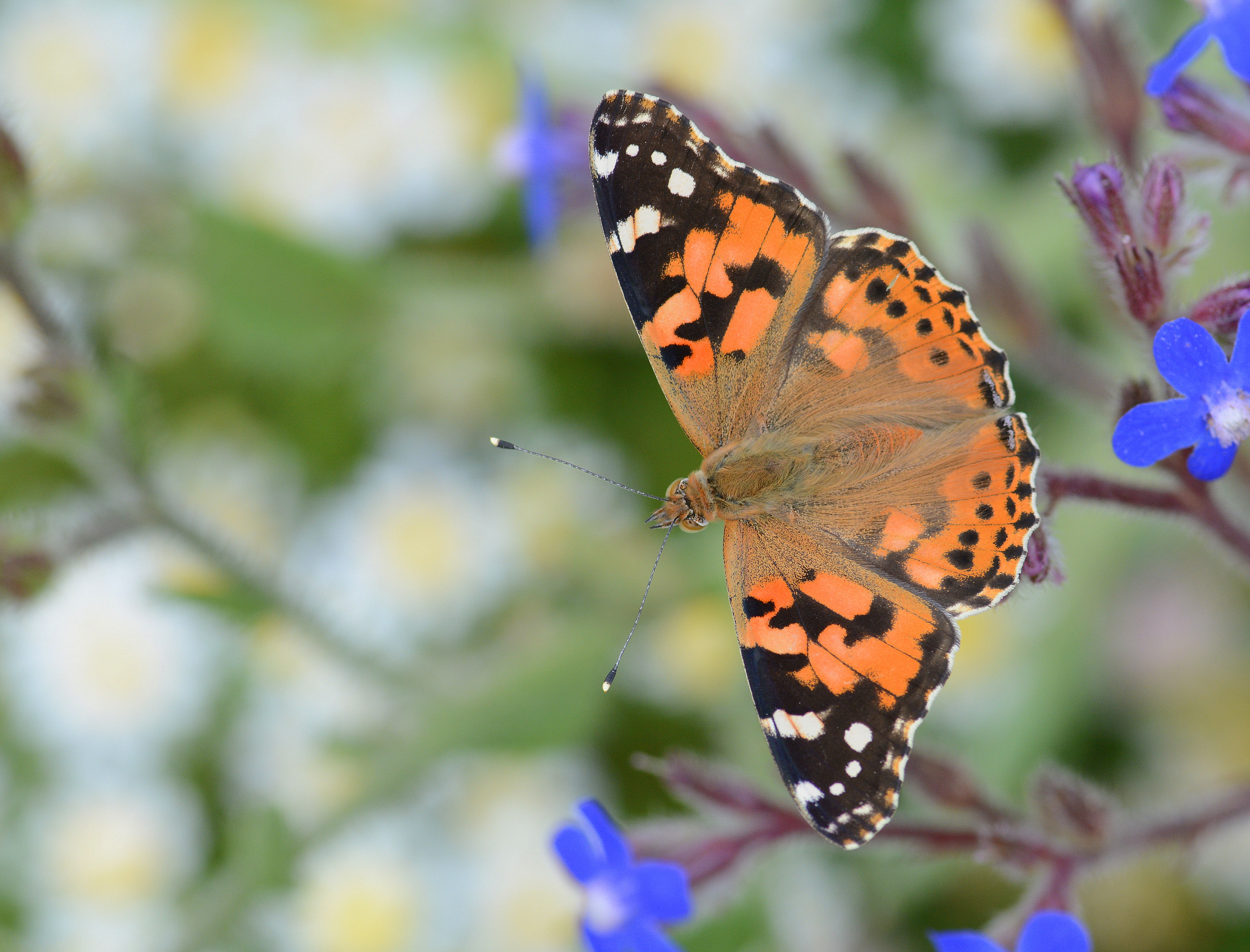 Vanessa cardui (DikenkelebeÄŸi) butterfly photo