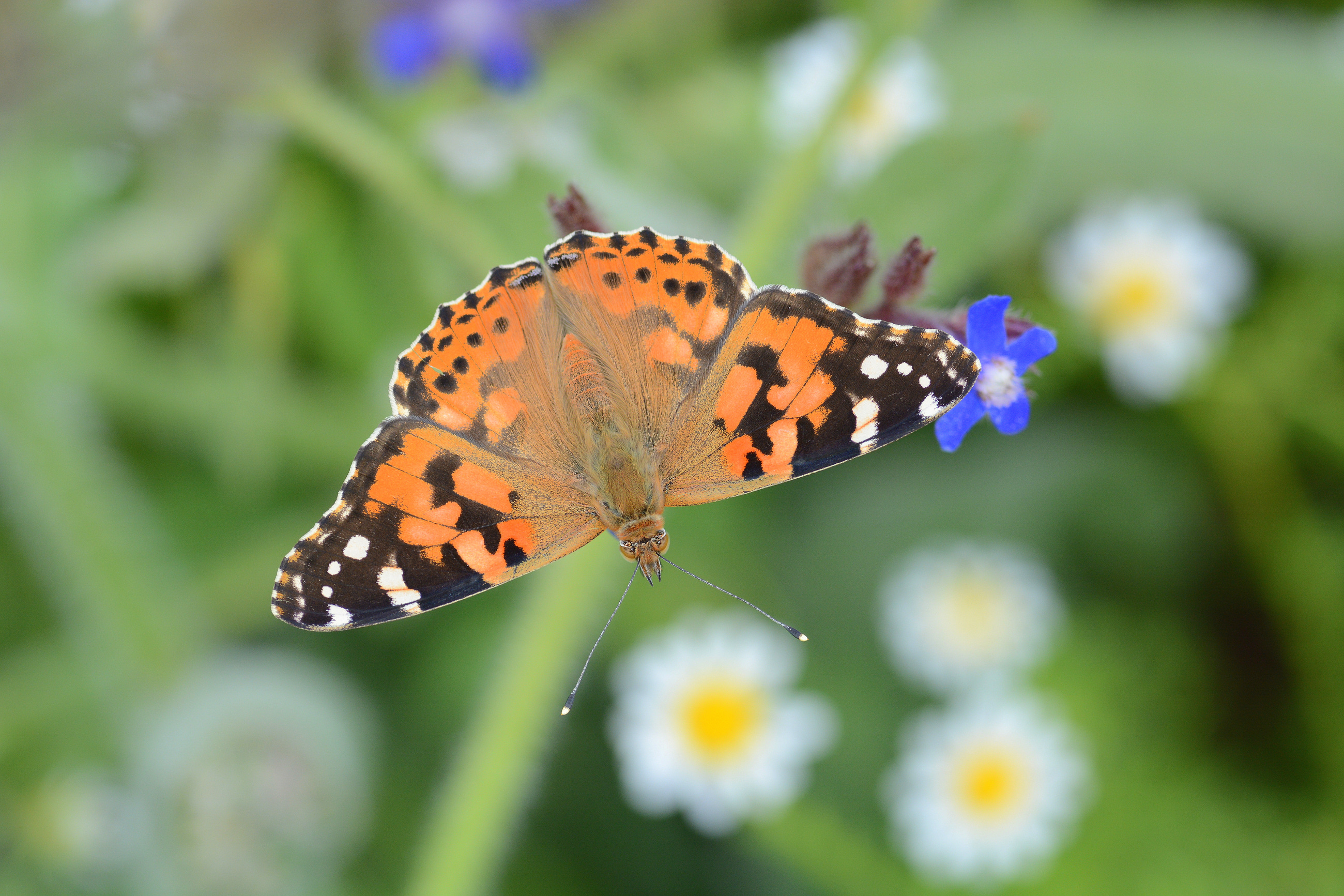 Vanessa cardui (DikenkelebeÄŸi) butterfly photo