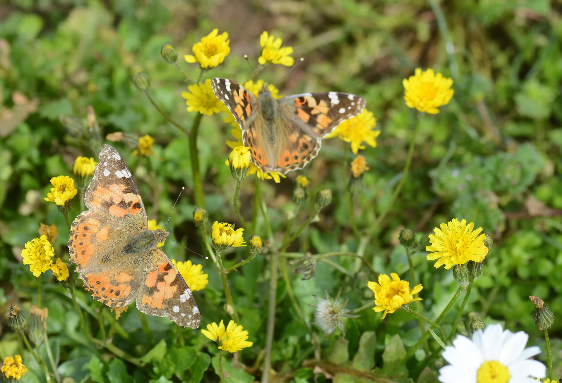 Vanessa cardui (DikenkelebeÄŸi) butterfly photo