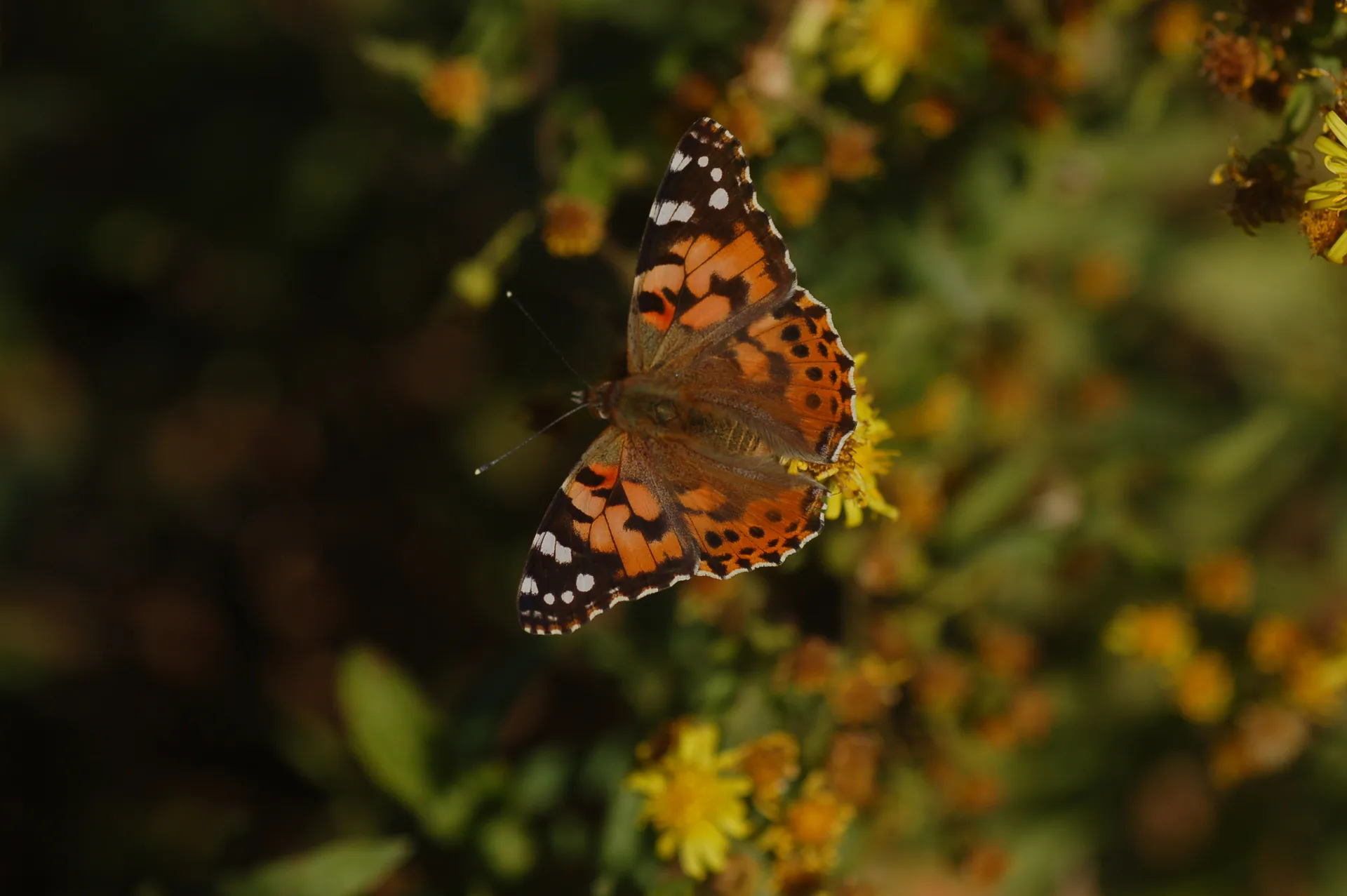 Vanessa cardui (DikenkelebeÄŸi) butterfly photo