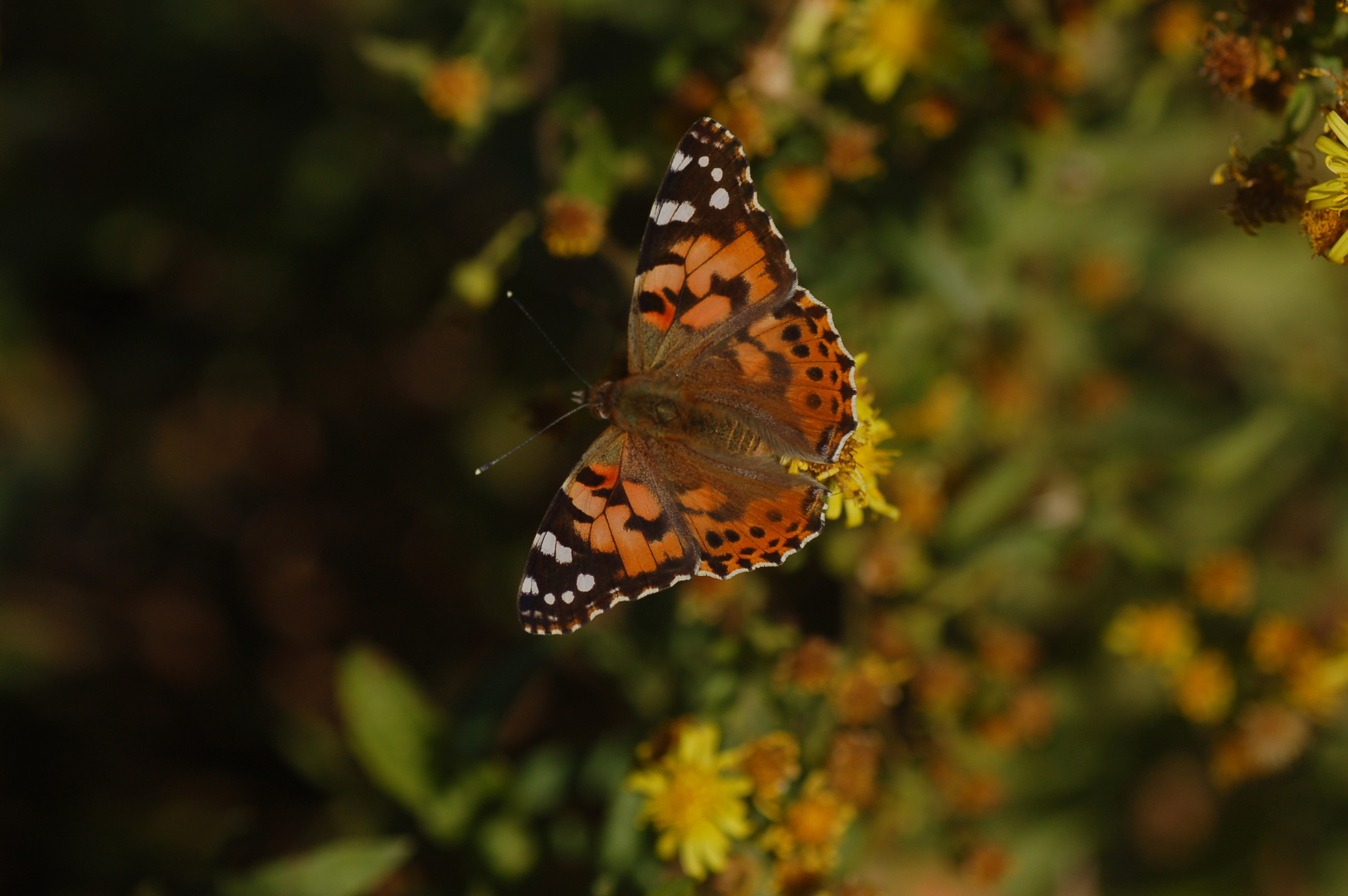 Vanessa cardui (DikenkelebeÄŸi) butterfly photo