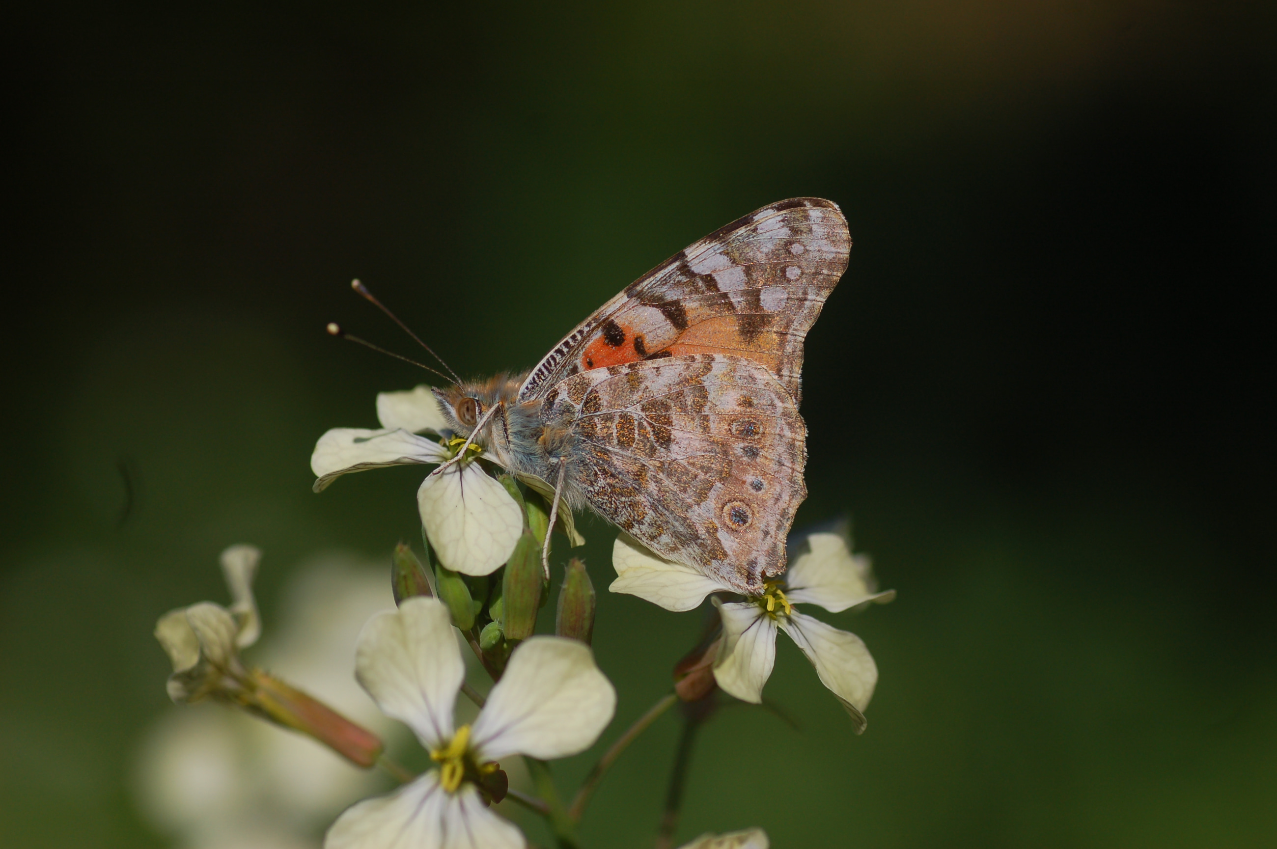 Vanessa cardui (DikenkelebeÄŸi) butterfly photo