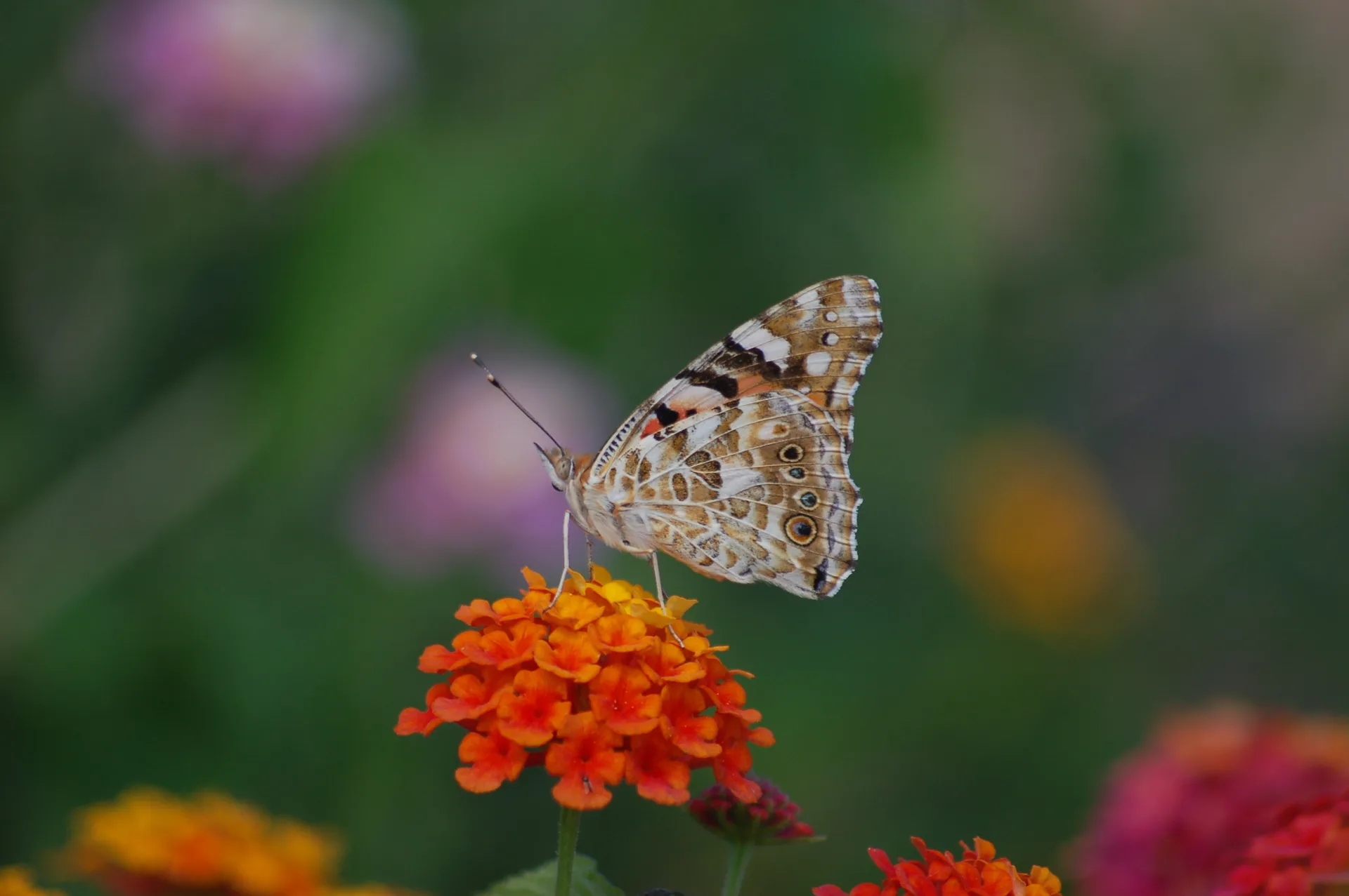 Vanessa cardui (DikenkelebeÄŸi) butterfly photo