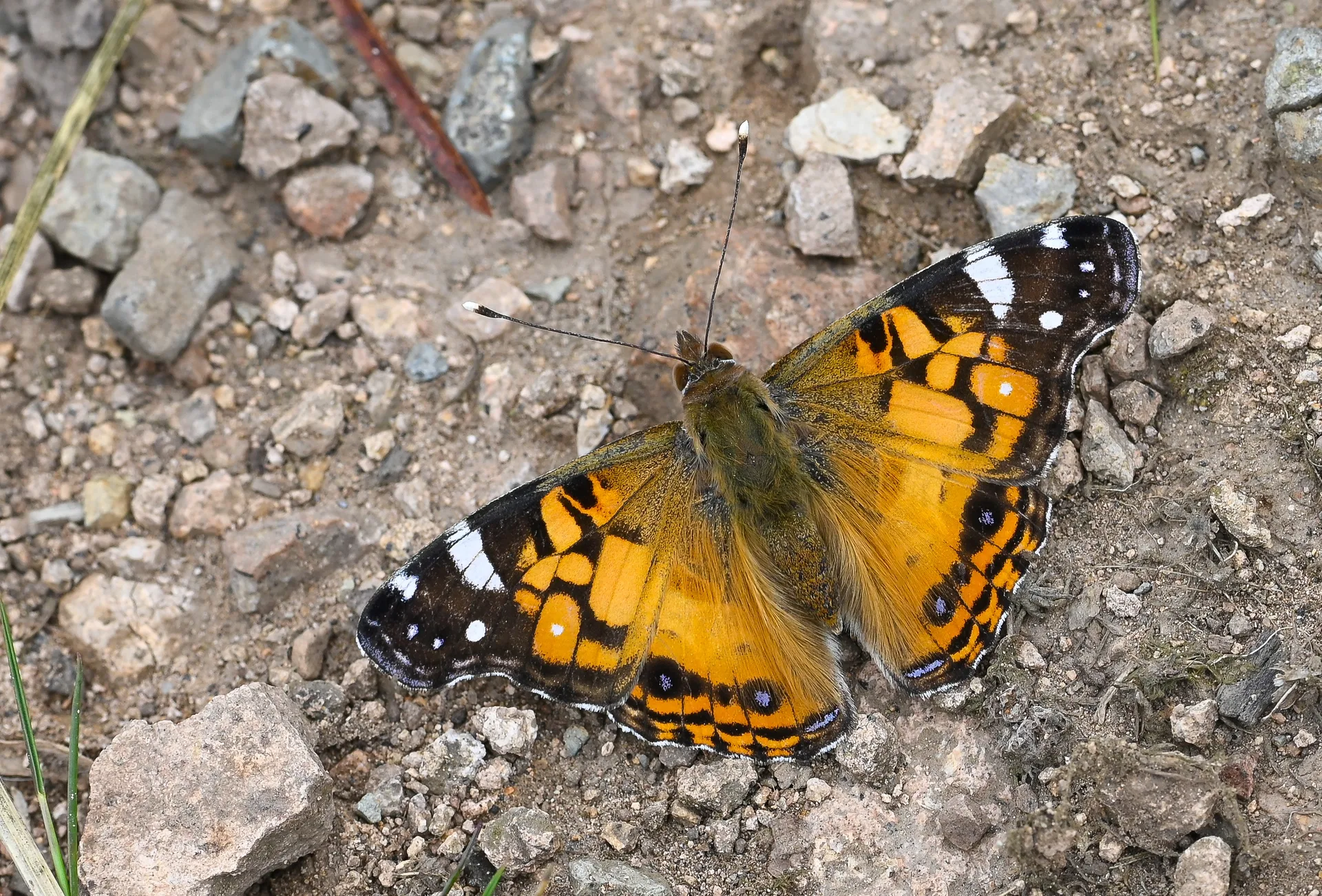 Vanessa virginiensis butterfly photo