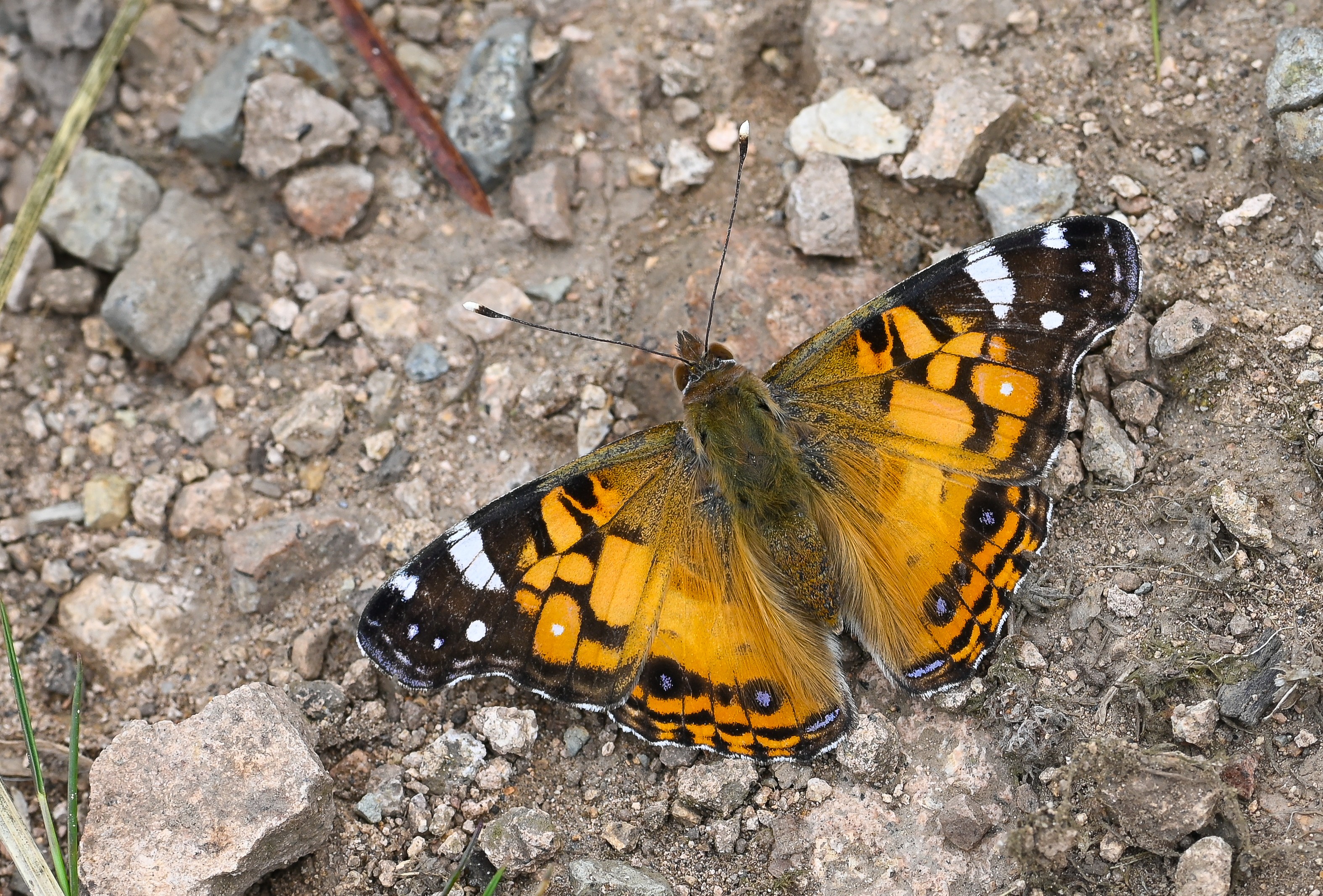 Vanessa virginiensis butterfly photo