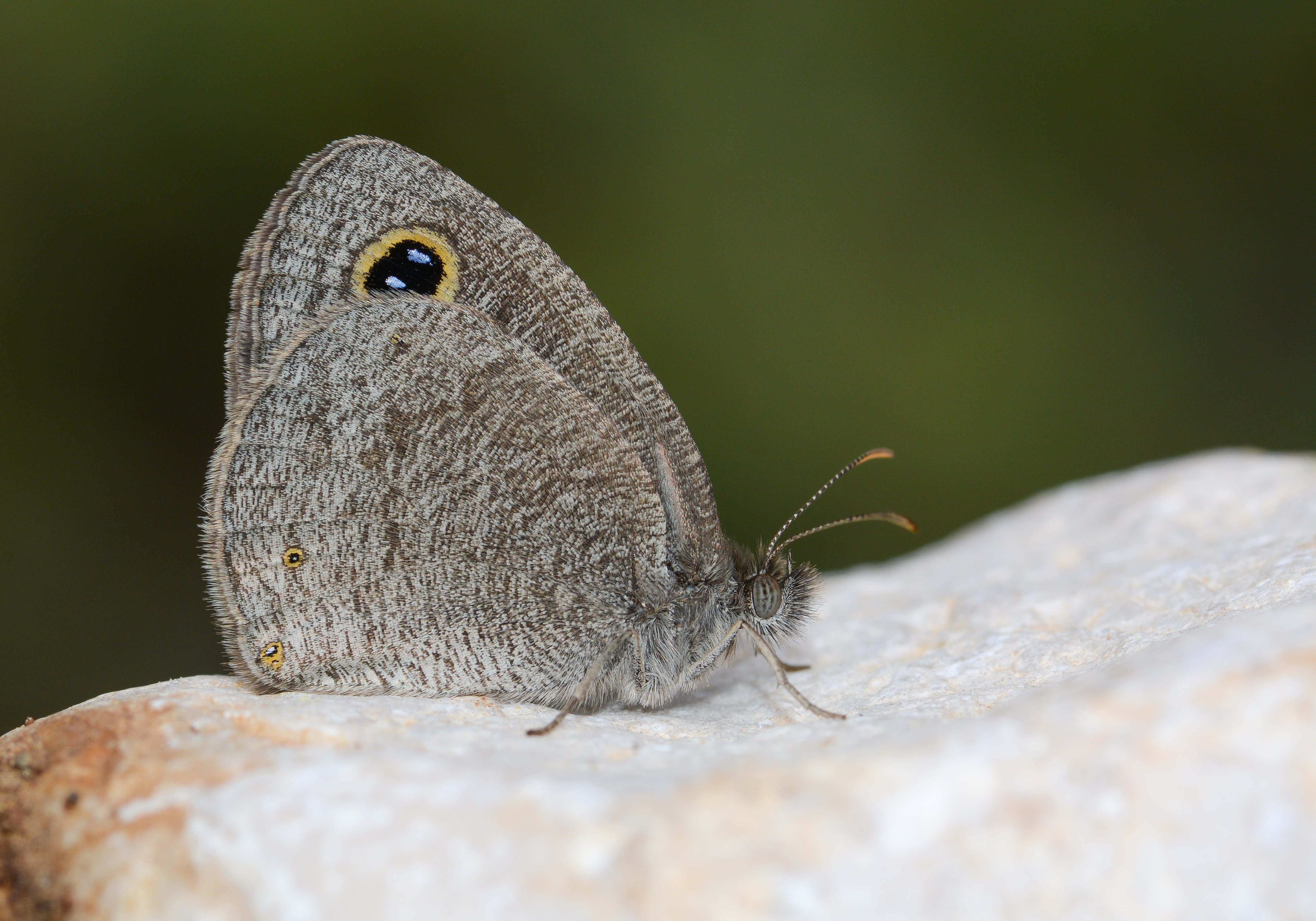 Ypthima asterope (Karagöz) butterfly photo